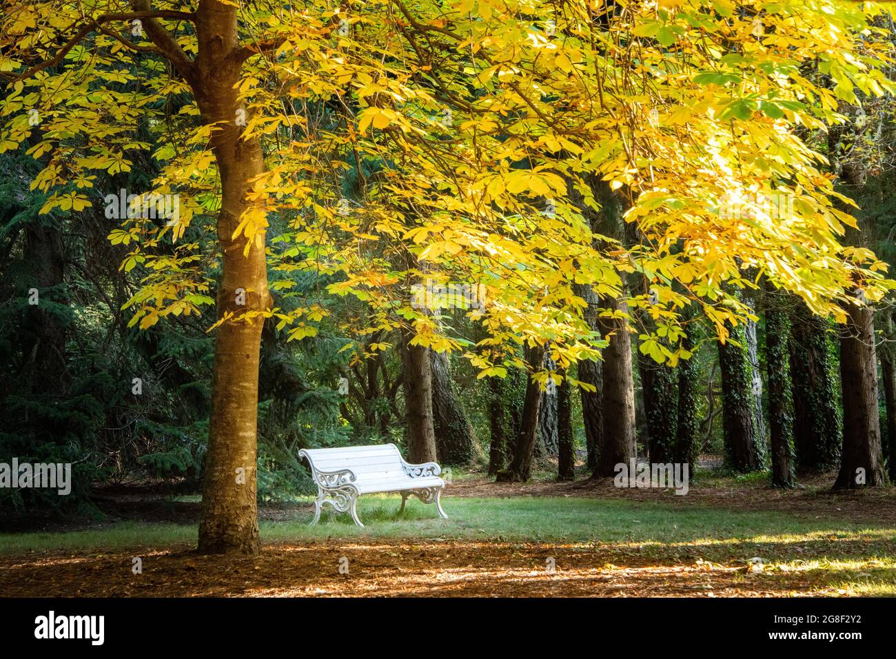 Le foglie di autunno gialle forniscono ombra ad una panchina del parco Foto Stock