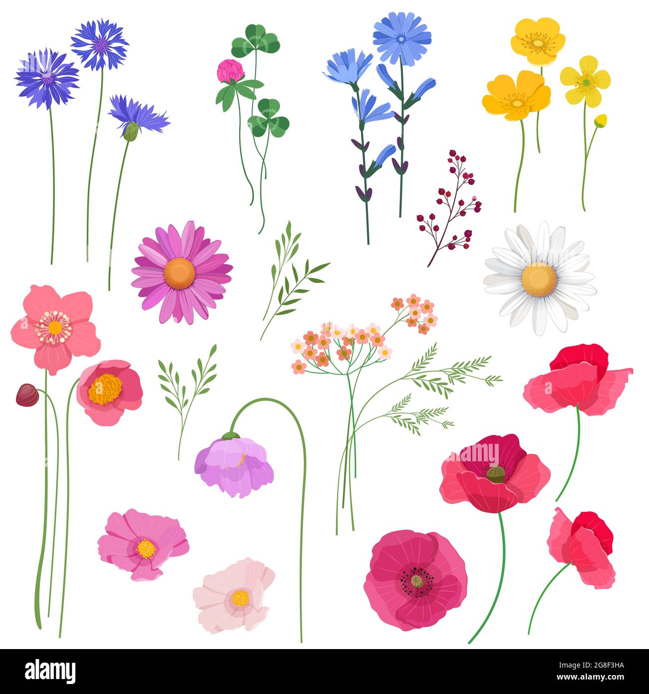 Set decorativo di fiori e piante selvatiche Illustrazione Vettoriale