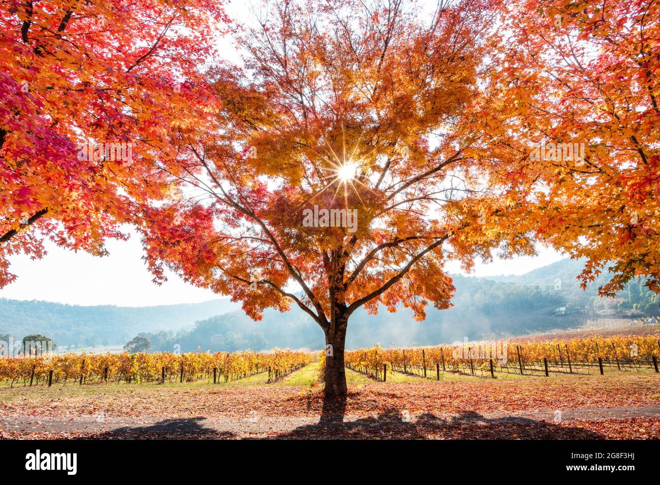 Un sunburst che splende attraverso gli alberi di arancio d'autunno in una mattina foggy Foto Stock