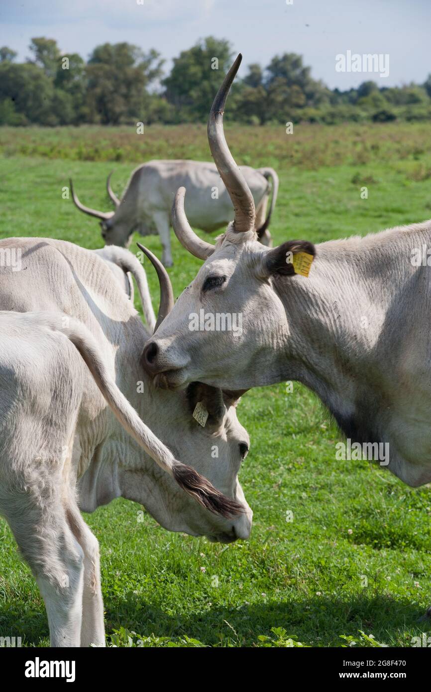 Grigio ungherese. Razza bovina addomesticata. Antica razza di bovini domestici autoctoni in Ungheria. Foto Stock