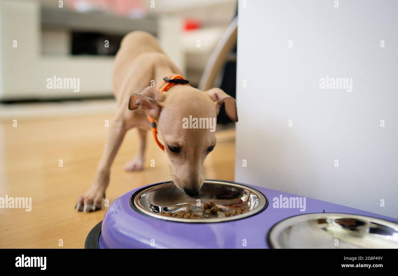 Alimentazione di cane puppy affamato. Piccolo Greyhound italiano mangiare granulo da ciotola di metallo in cucina casa. Vita domestica con animale domestico. Foto Stock