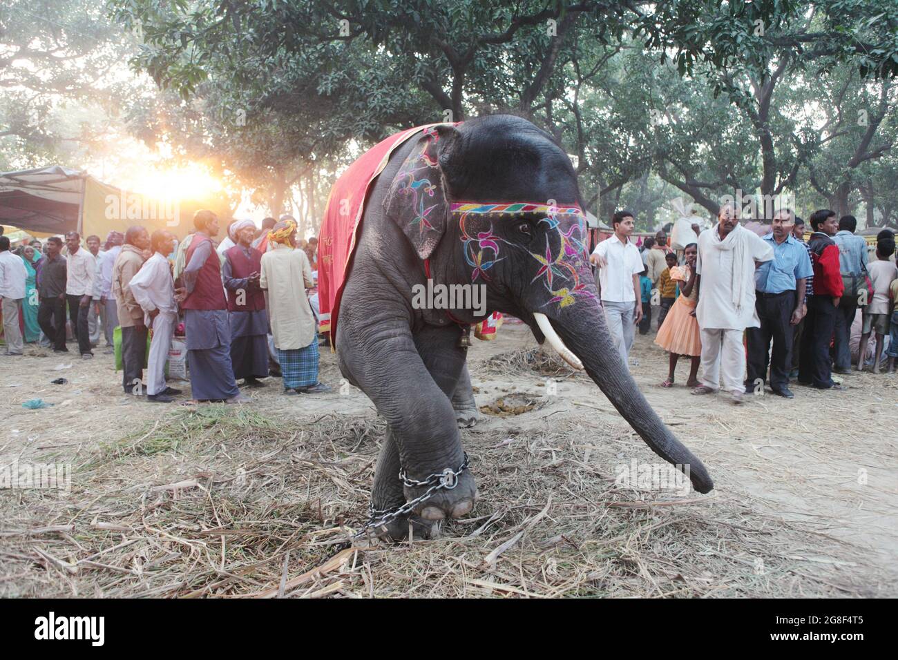 Elefanti decorati sono esposti per la vendita alla fiera di Sonpur, la più grande fiera di vendita di animali in Asia. La fiera ha più di mille anni. Foto Stock