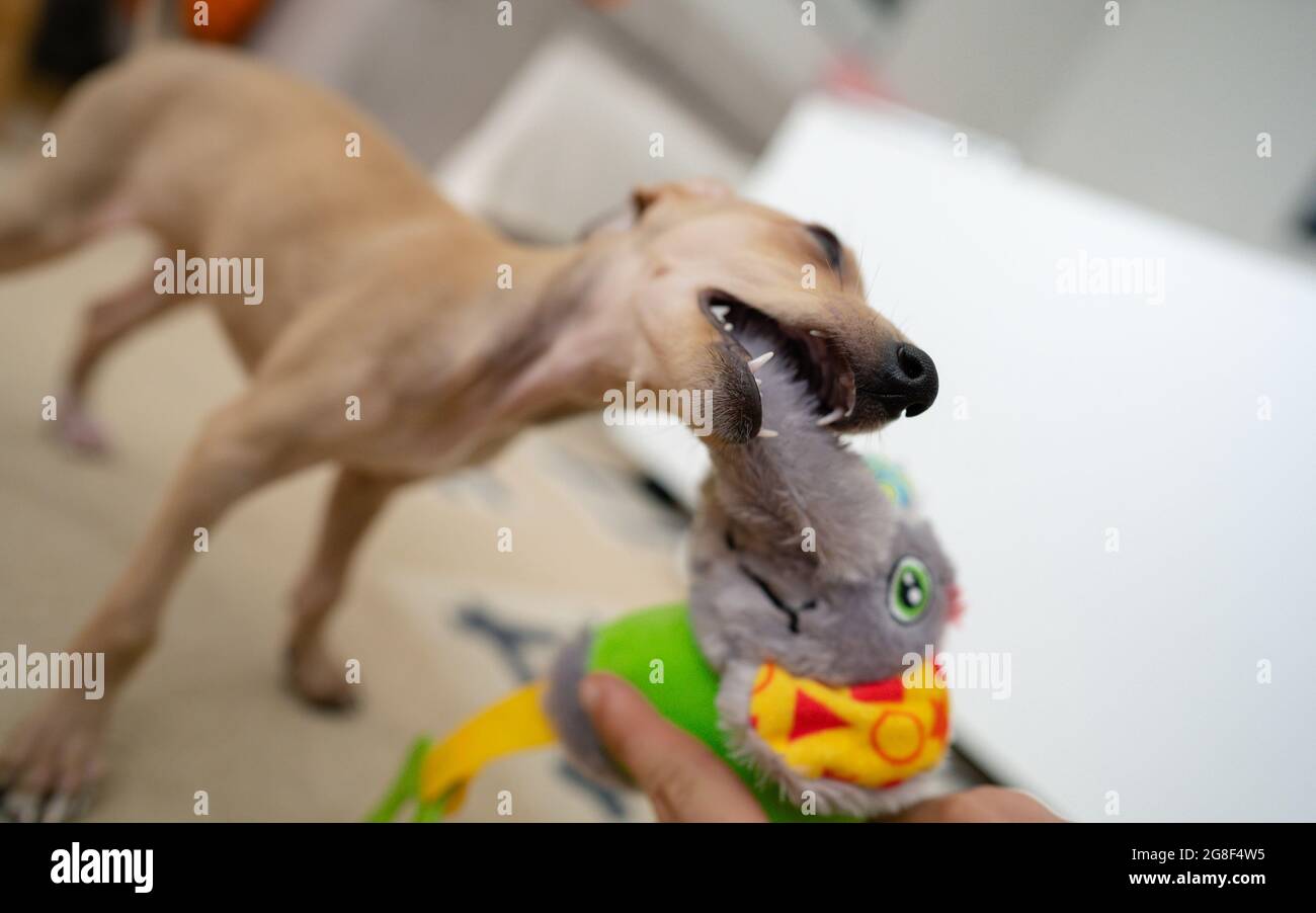 Il cane sta giocando a casa. Il cucciolo italiano del levriero tira un giocattolo sulla corda con i denti. Piccolo cane cucciolo Foto Stock
