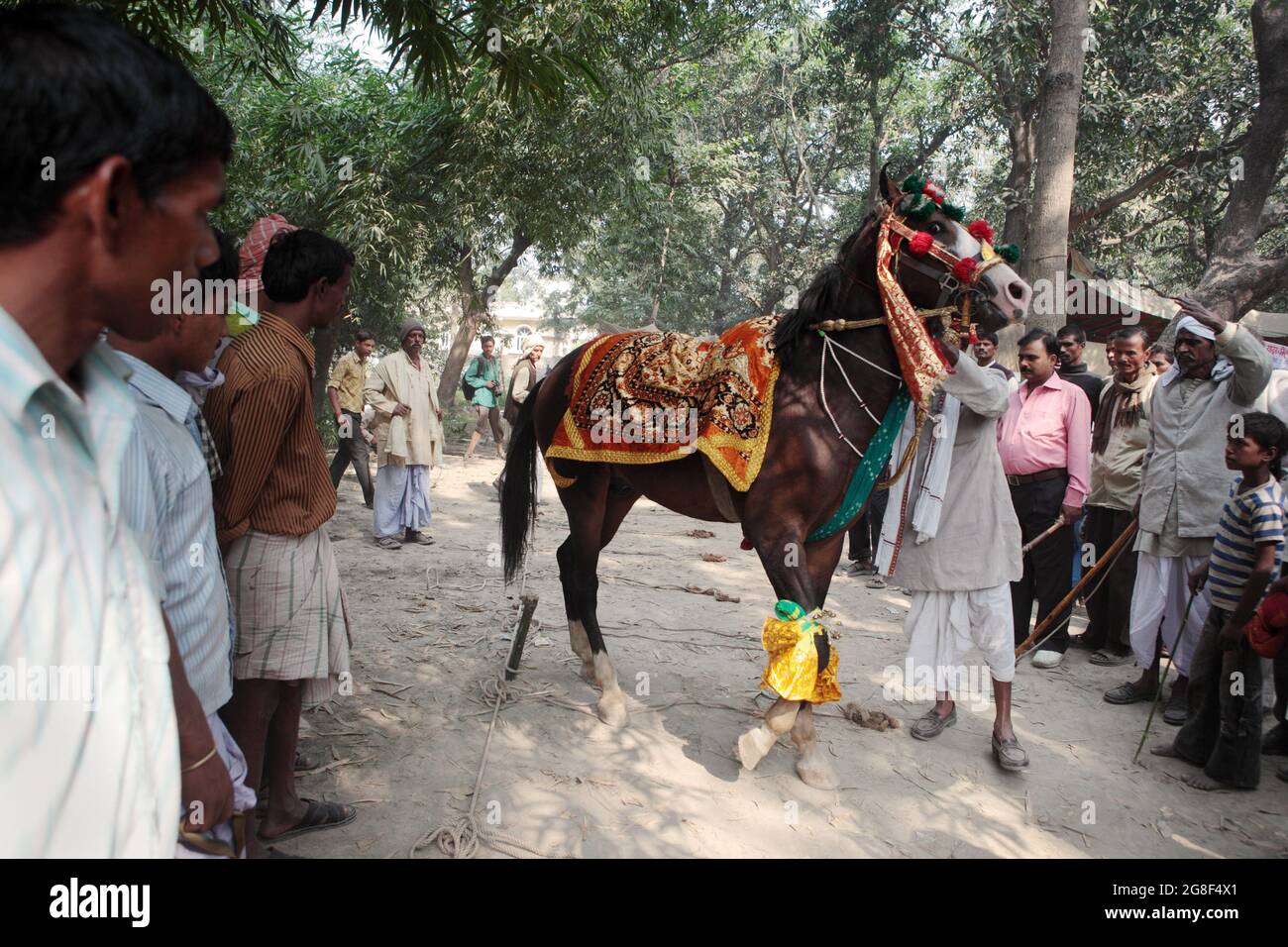 I cavalli sono esposti per la vendita alla fiera di Sonpur, la più grande fiera di vendita di animali in Asia. La fiera ha più di mille anni. Foto Stock