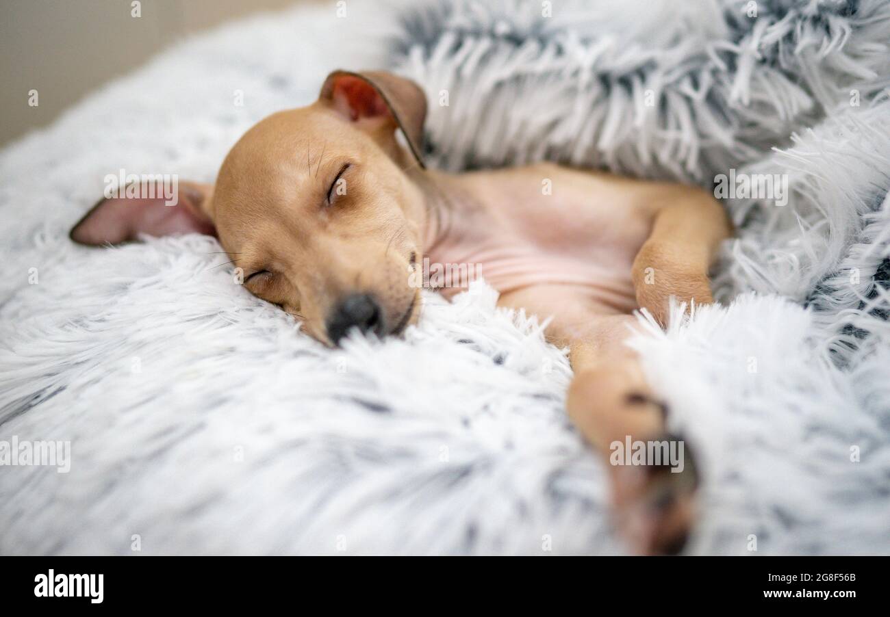 Cucciolo Greyhound italiano è sdraiato sul letto del cane in casa - fuoco selettivo sul sonno sul cuscino. Sfondo bianco, spazio per il testo. Animale domestico carino. Foto Stock