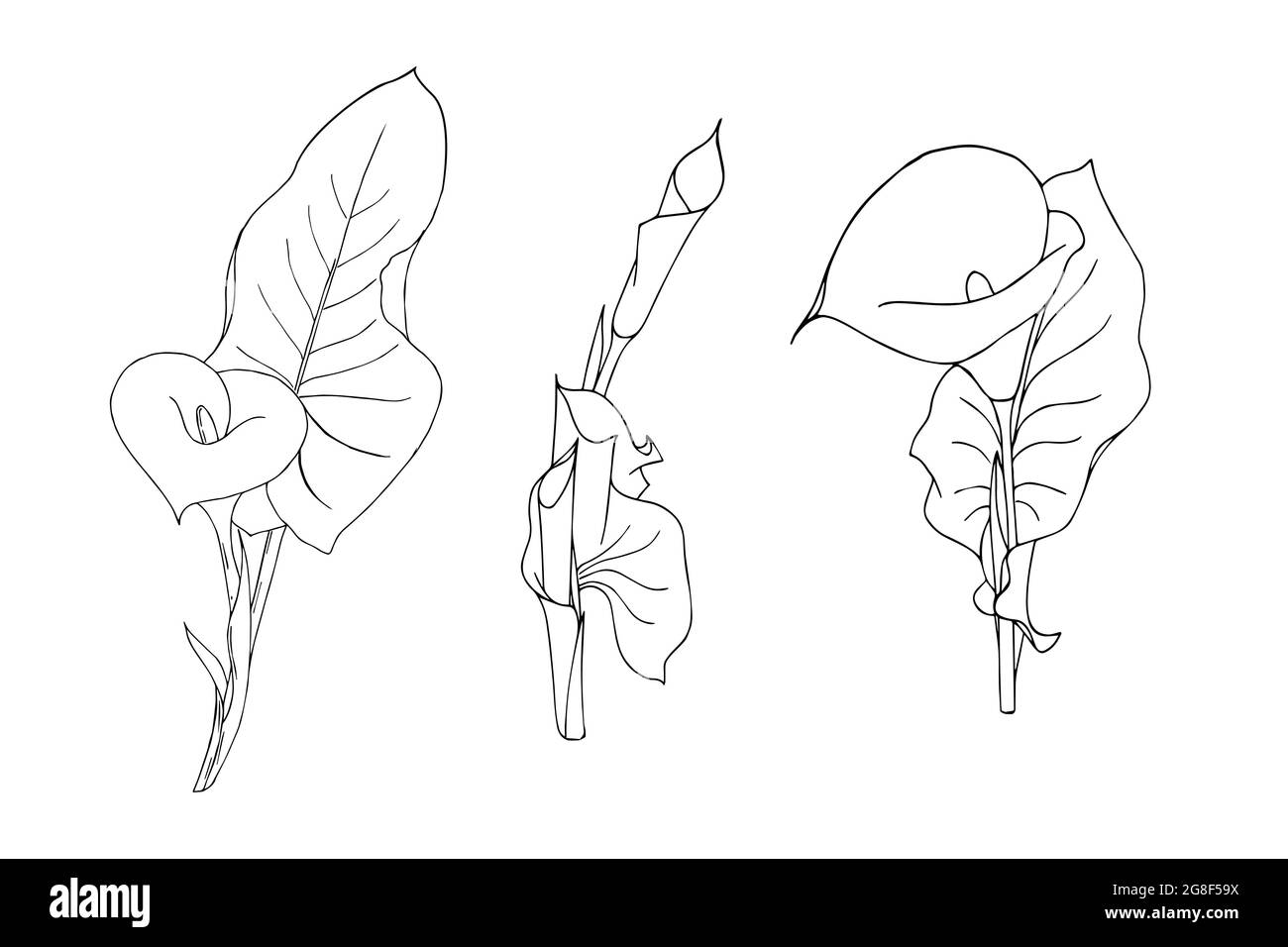 Set di calla flower con foglie di stile doodling contorno nero mano disegno su sfondo bianco isolato. Illustrazione vettoriale Illustrazione Vettoriale