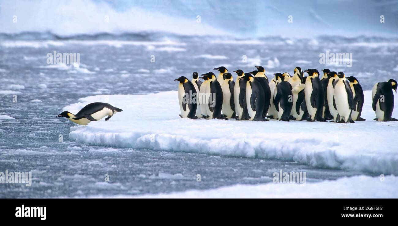 Pinguini imperatore (Aptenodytes forsteri) immersione in acqua vicino alla stazione tedesca Neumayer Antartico, Atka Bay, Weddell Sea, Antartide Foto Stock