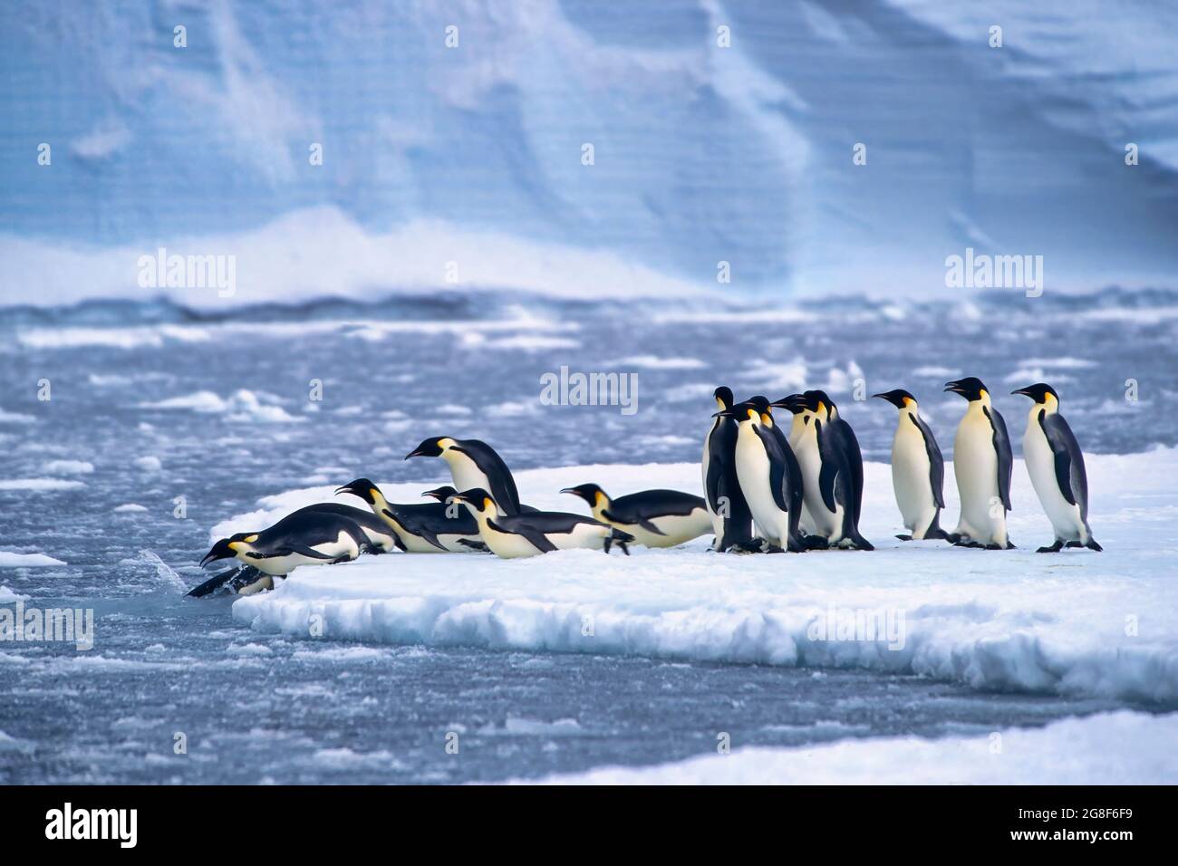 Pinguini imperatore (Aptenodytes forsteri) immersione in acqua vicino alla stazione tedesca Neumayer Antartico, Atka Bay, Weddell Sea, Antartide Foto Stock