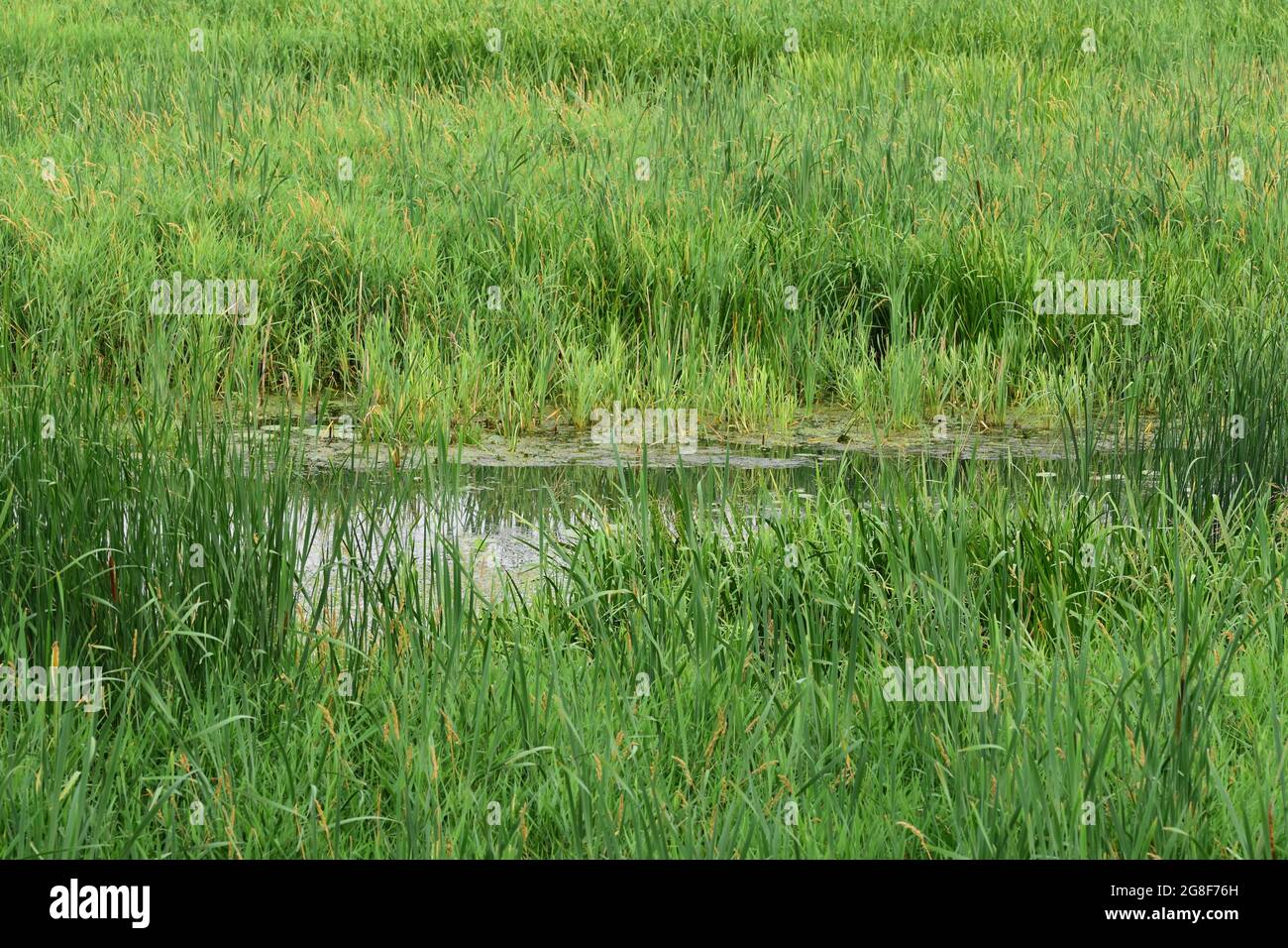 Lago di ossbow in crescita tra le erbe in una giornata nuvolosa. Estate. Foto Stock