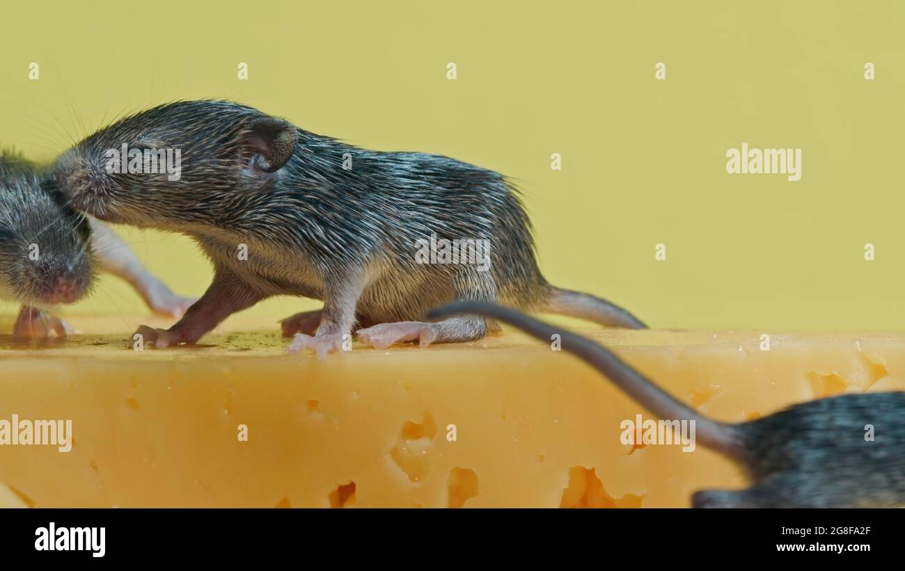 I topi neonati strisciano sul formaggio. Vista ravvicinata. Roditori, mouse,  pesti concetto Foto stock - Alamy