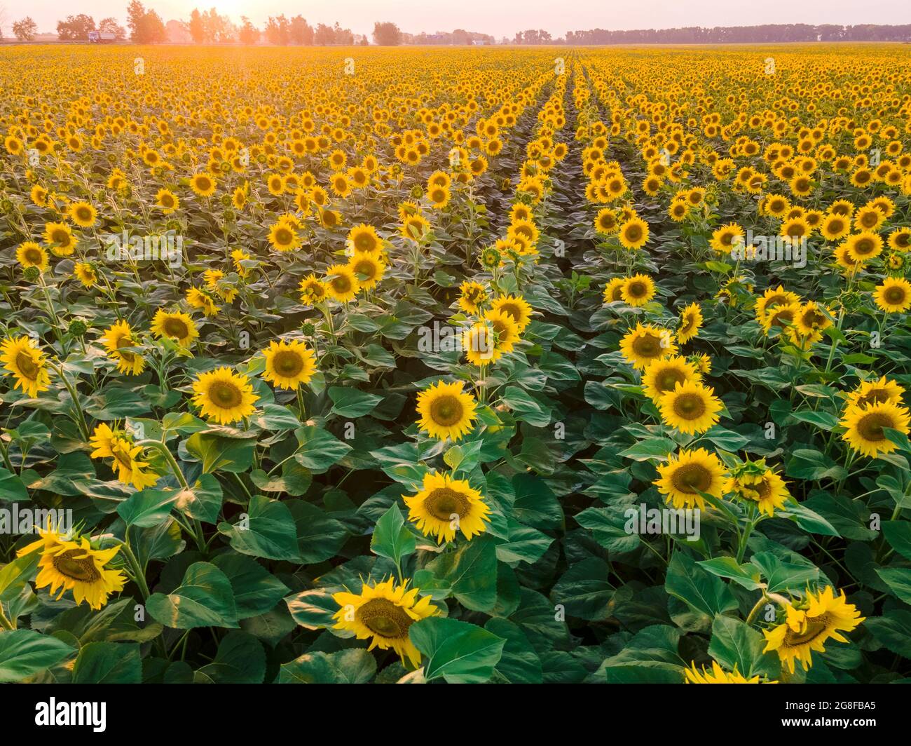 Bellissimo campo di girasole al tramonto. File di piante di girasole dall'alto. Foto Stock