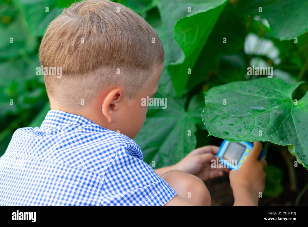 Un simpatico ragazzo preschooler con un taglio netto in una camicia blu scatta foto di piante verdi in una serra in una calda giornata estiva. Messa a fuoco selettiva. PORTRA Foto Stock