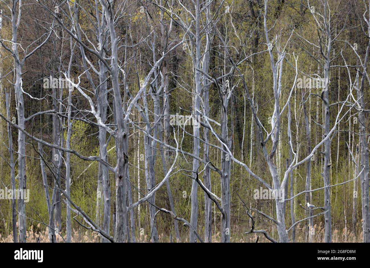 Alberi morti nella foresta come sfondo. Foto Stock