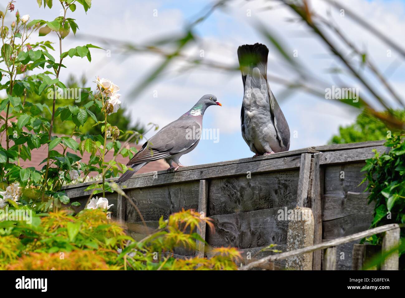 Un piccione di legno maschio e femmina, Columba Livia che attraversa il rituale di accoppiamento mentre è appollaiato su una recinzione da giardino in un giardino britannico Foto Stock