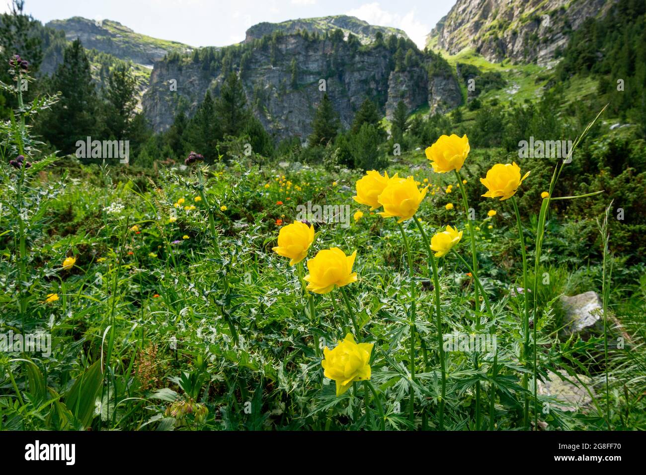 Fiori endemici bulgari Globeflower Trollius europaeus che cresce nell'habitat naturale della riserva naturale di Rila e del Parco Nazionale, Rila Mountain, Bulgaria Foto Stock