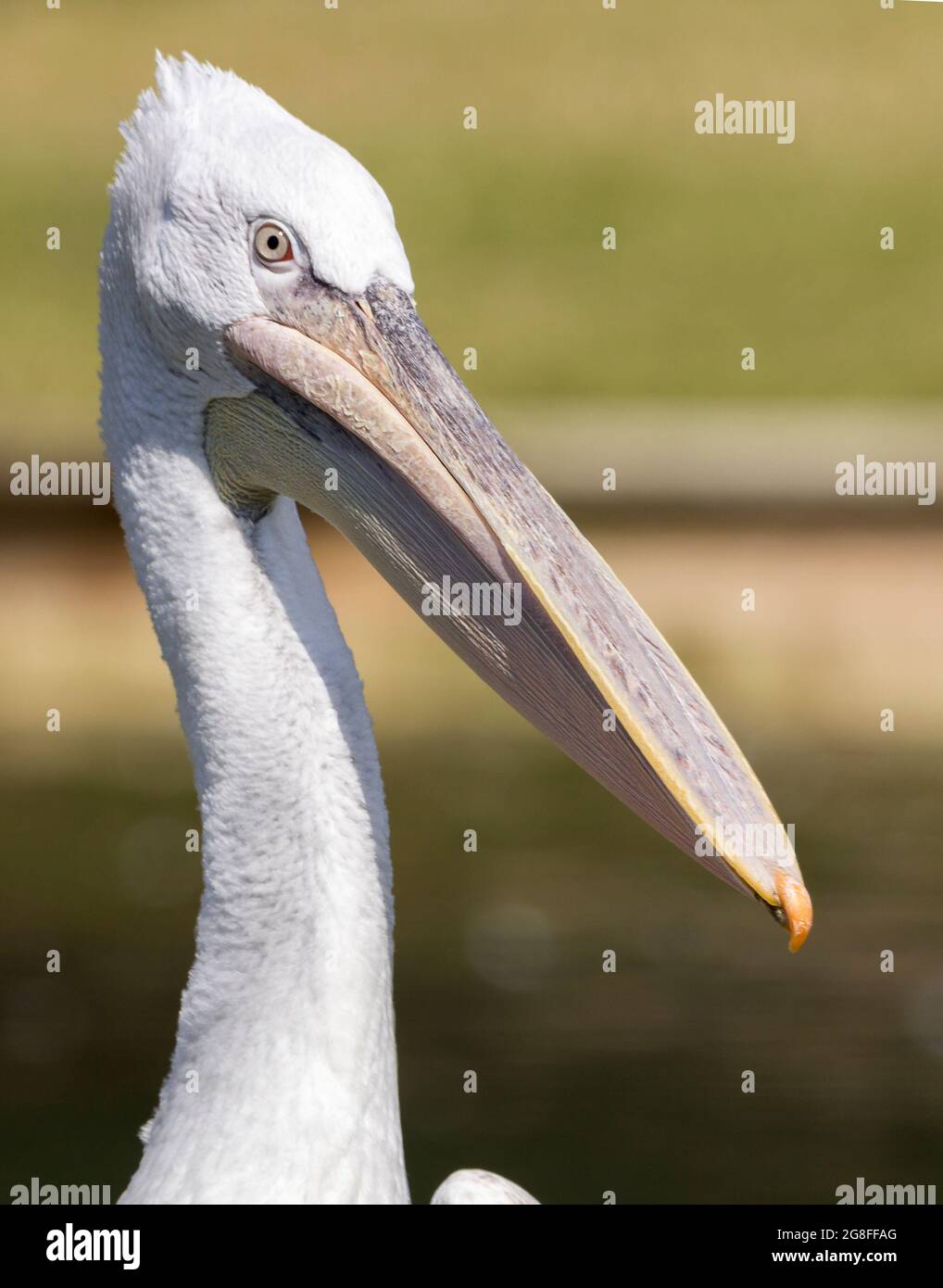 Pellicano dalmata (Pelicanus crispus) piumaggio bianco sporco grande giallo becco pallido iris crusca spazzata in alto sulla testa Arundel centro paludoso esposizione uk Foto Stock