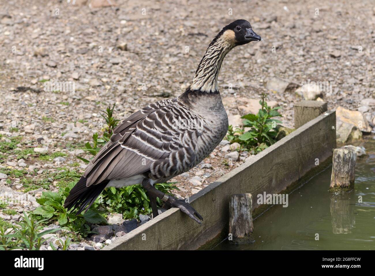 Nene oca (Branta sandvicensis) uccello di conservazione. La testa nera legge gambe i piedi hind collo, guance di gomma furrowed collo nero e bianco strisce diagonali Foto Stock