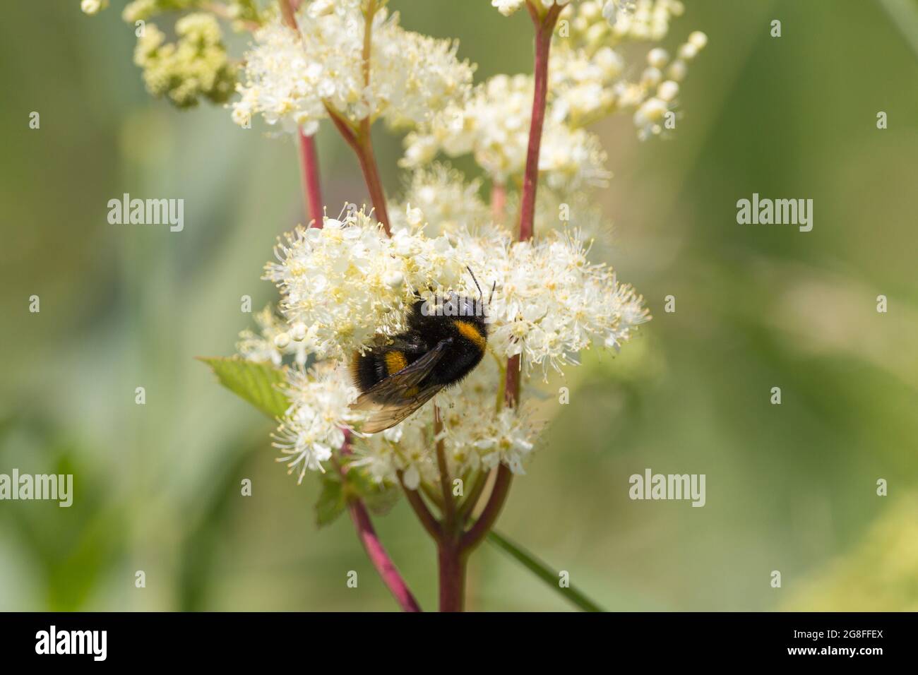 Ape bumble (Bombus terrestris) con coda di rombo su una testa di fiore cremosa. Nero con banda gialla lucidante sul torace e la punta dell'addome di cui è il ronfo Foto Stock