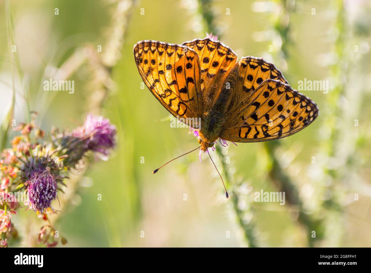 Verde scuro fritillary (mesoacidalia aglaia) la parte inferiore delle ali posteriori ha una scala verdastra con macchie d'argento sulla parte superiore delle ali arancione e nero Foto Stock