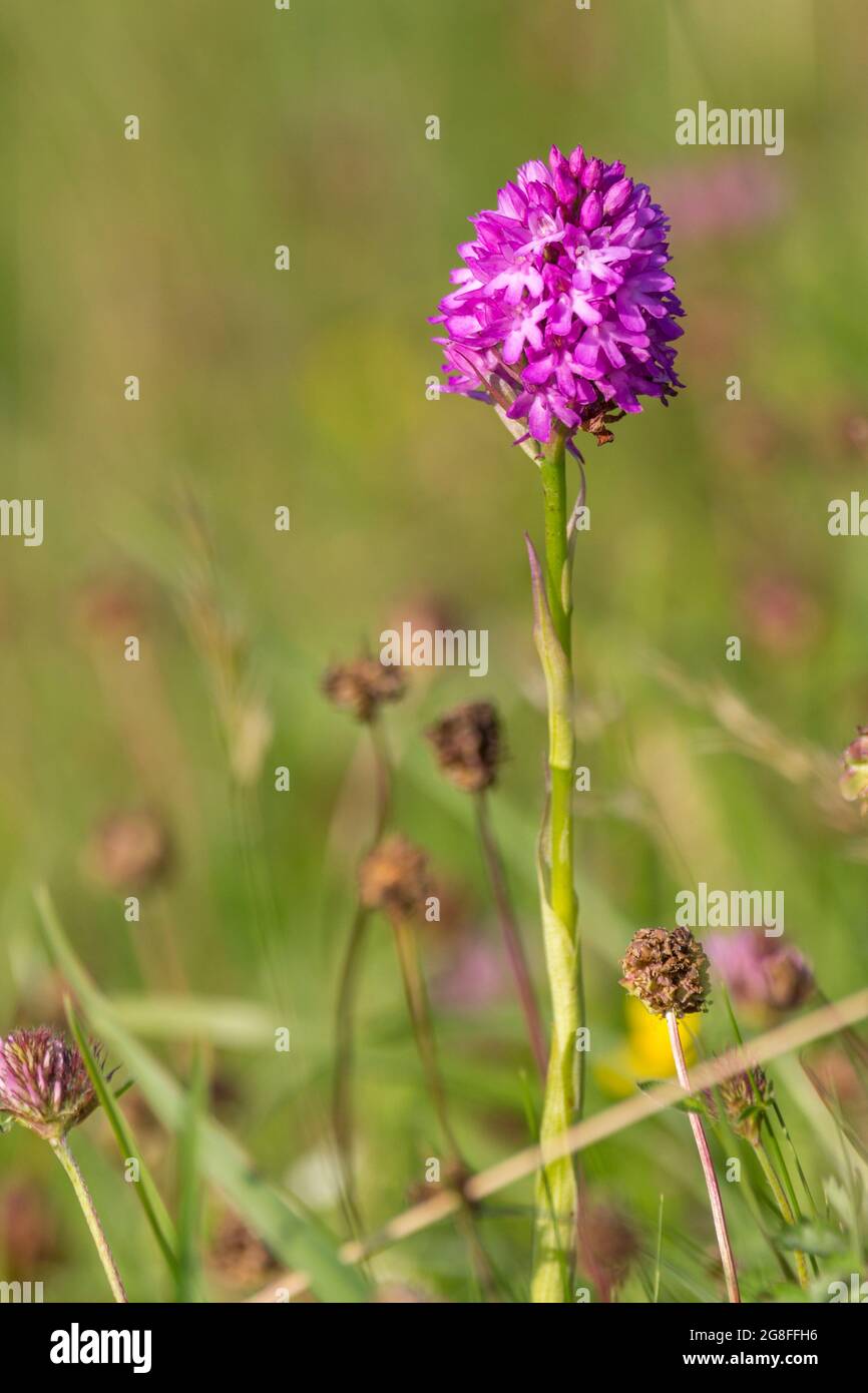 L'orchidea piramidale (Anacamptis piramidalis) forma triangolare grappolo di fiori rosa su lungo gambo senza capelli profumo fossi attrae farfalle falene Foto Stock