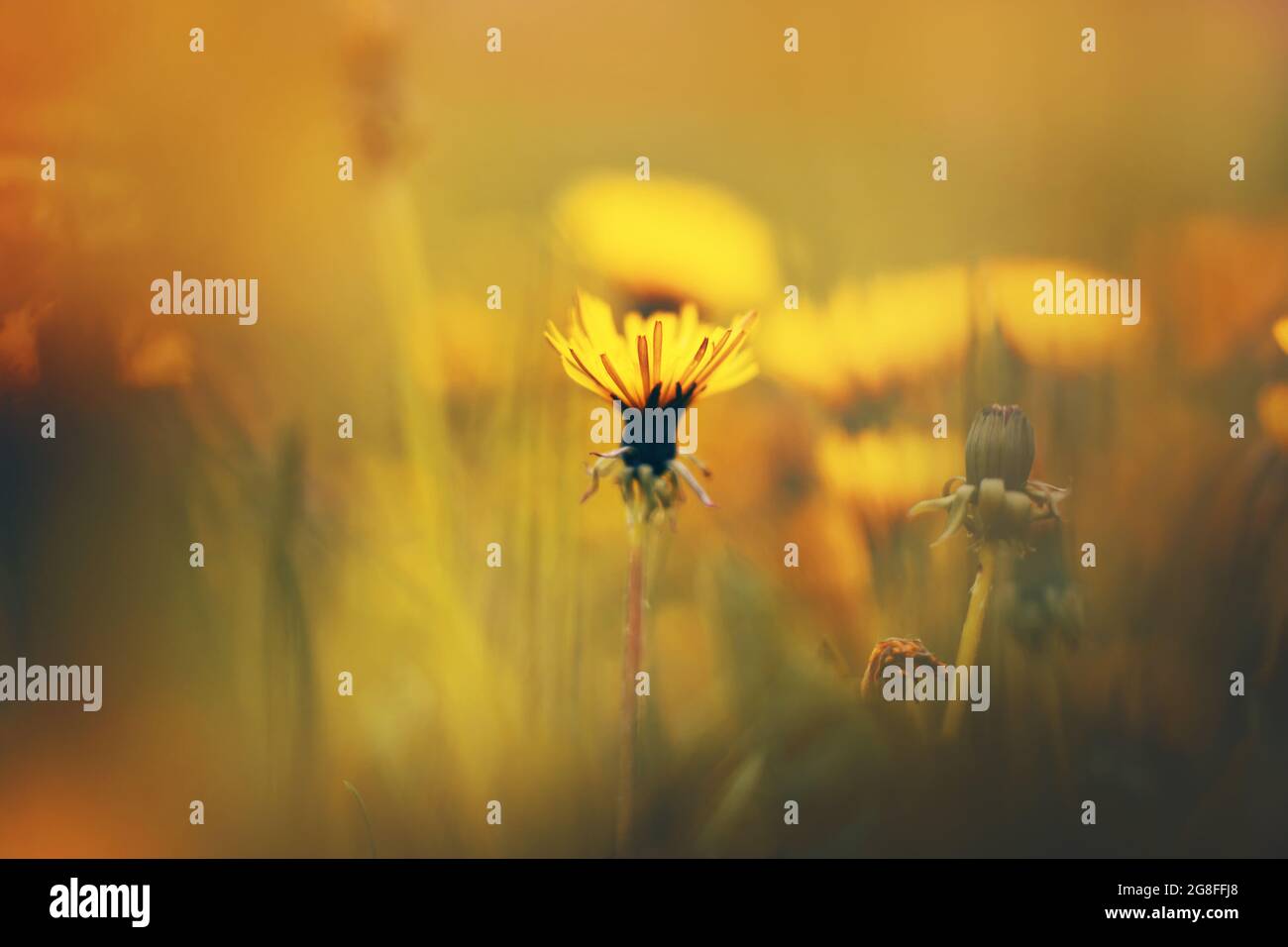 Tra l'erba del prato fioriscono fiori gialli luminosi di dente di leone nel caldo periodo estivo. Allegria. Natura macro. Foto Stock