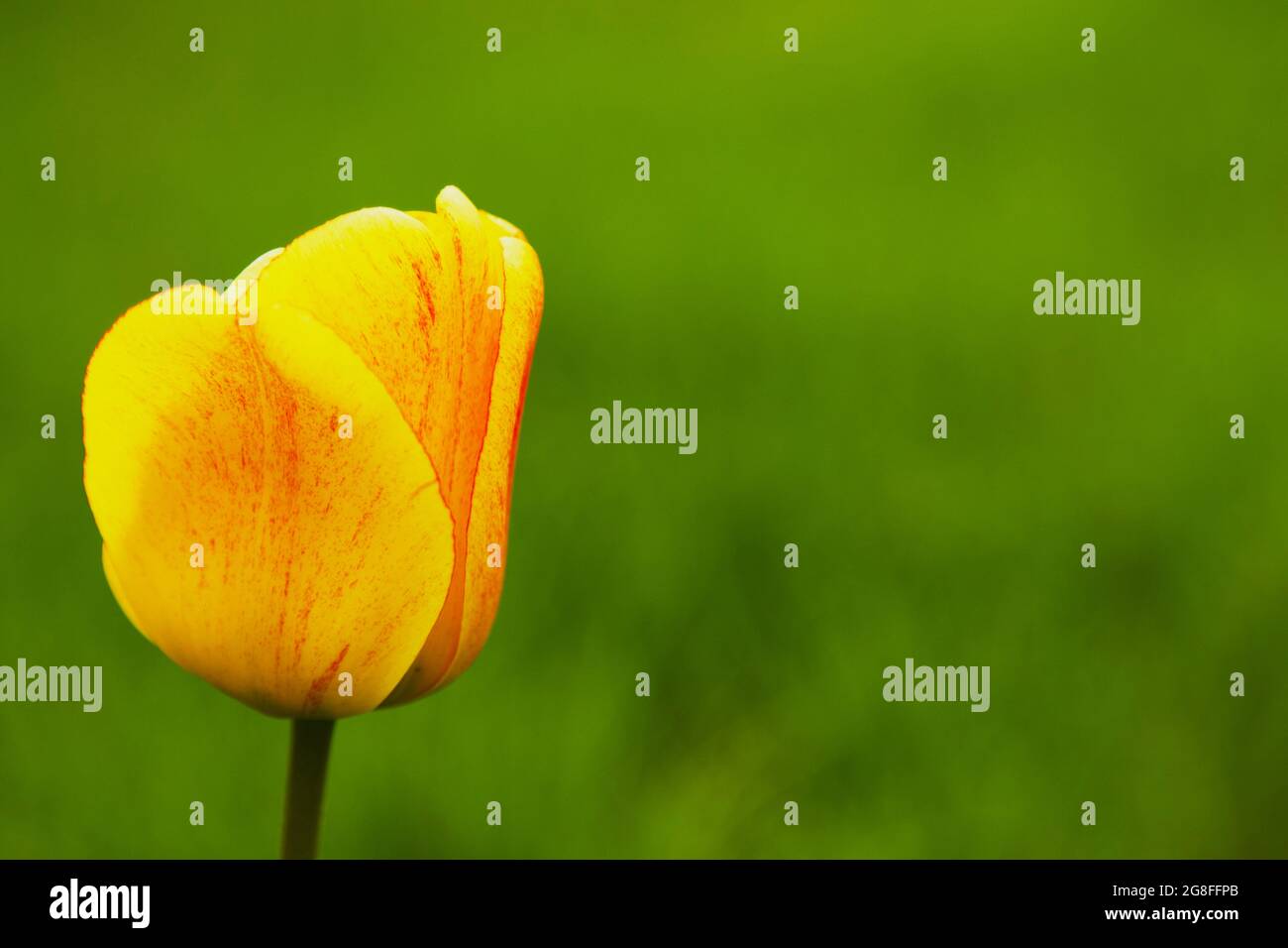 Bellissimo Tulip su sfondo verde naturale Foto Stock