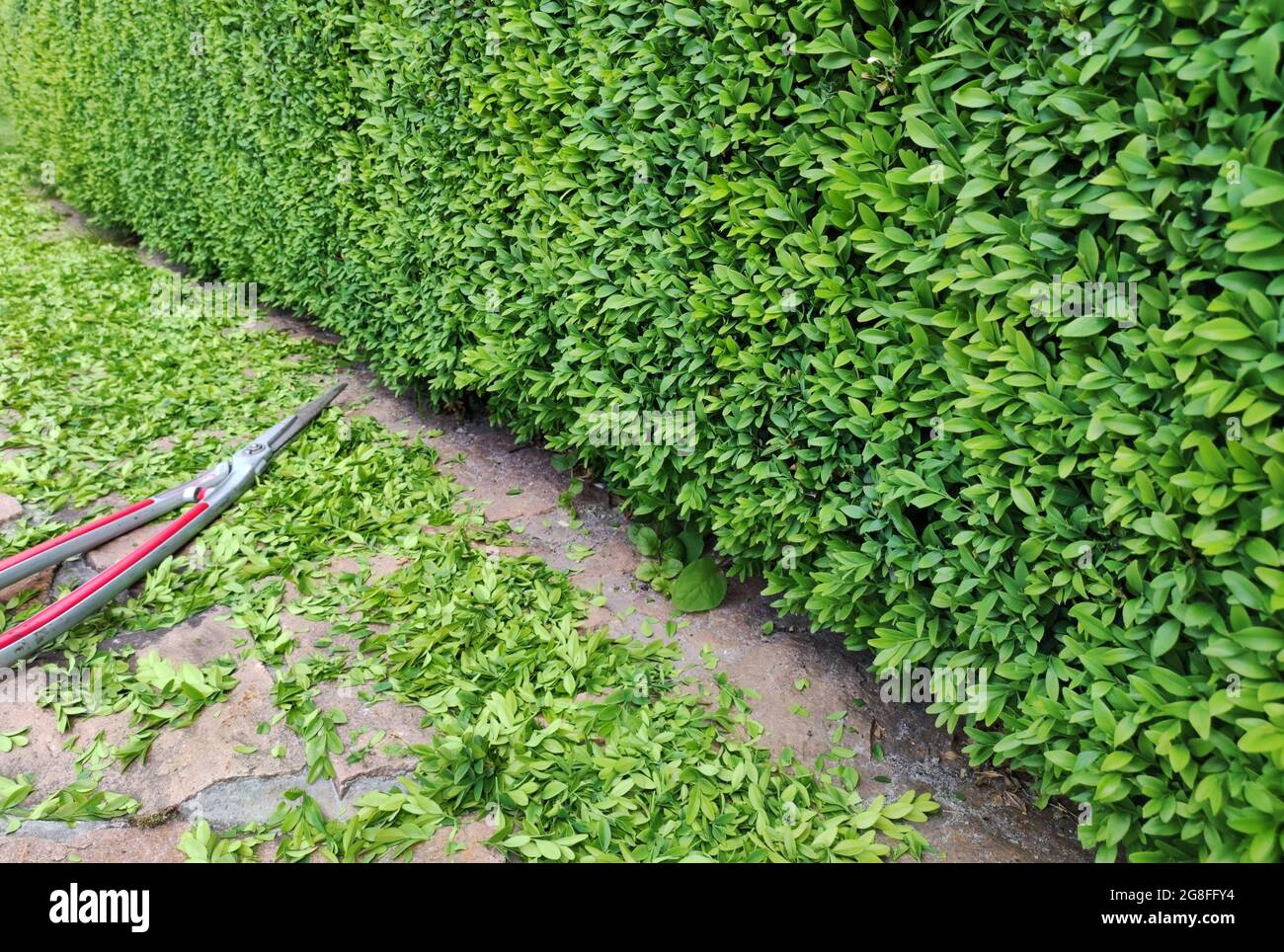 Cespuglio di legno di bosso, foglie verdi tessitura del cespuglio, sfondo sfocato. Taglio e potatura del bosso. Foto Stock