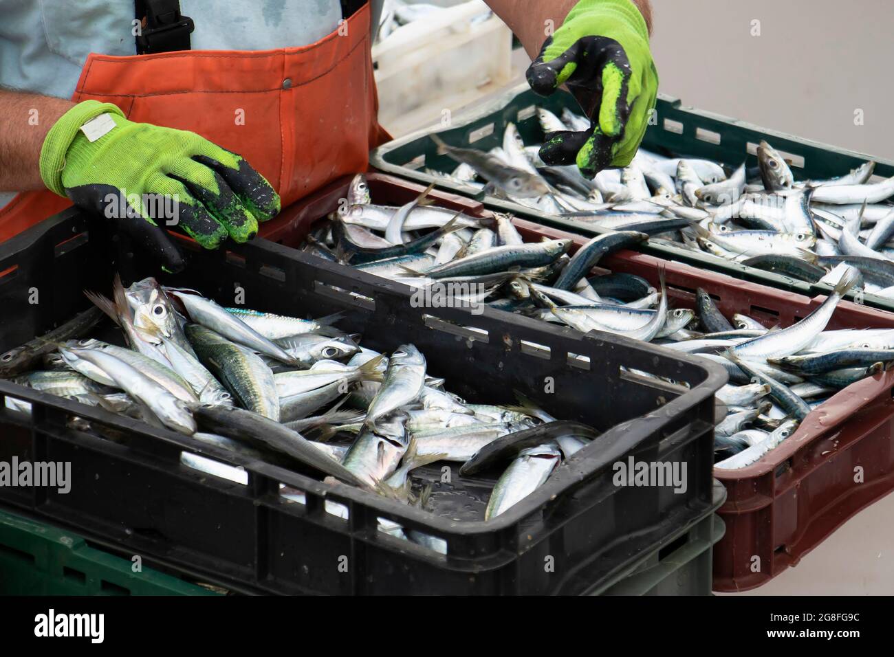 Pescatore che smista il pescato, primo piano di sardine Foto Stock