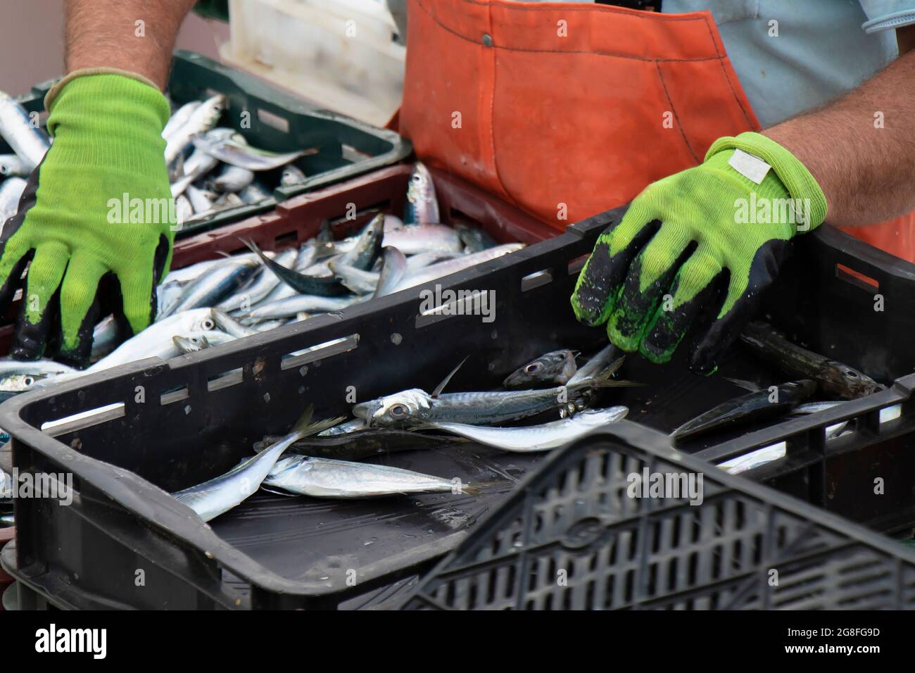 Pescatore che smistano il pescato in contenitori, vicino di sardine e mani Foto Stock