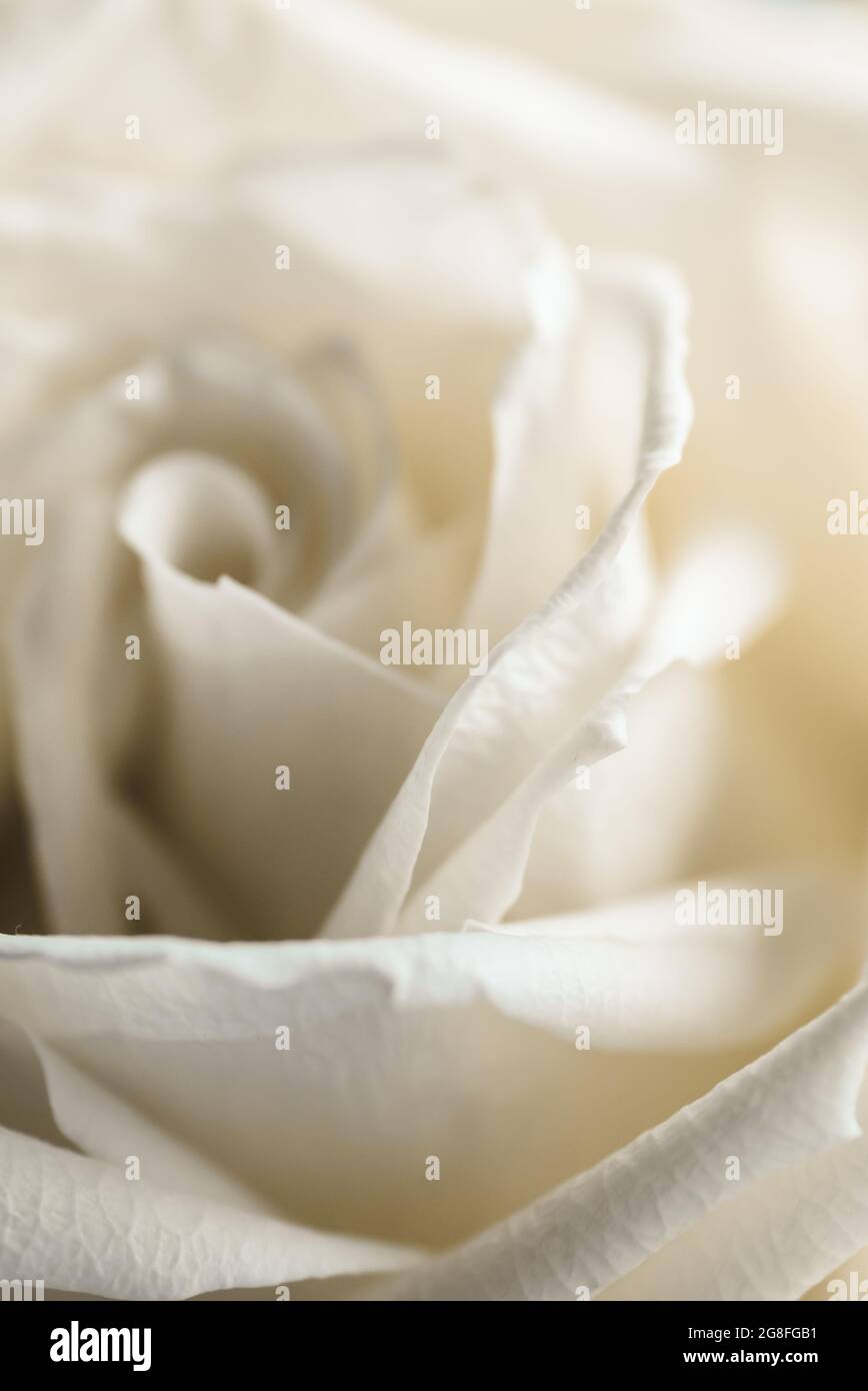 Rosa chinensis, rosa bianca, macro-primo piano con dettagli raffinati Foto Stock