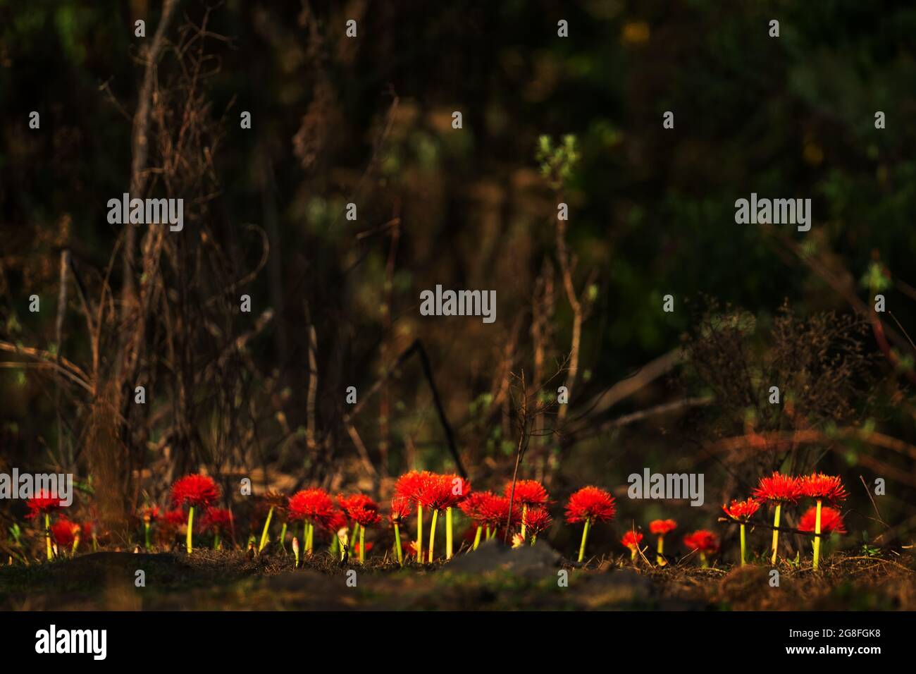 Giglio di fuoco - Scadoxus multiflorus, pianta fiorente rossa bella dalle foreste africane, foresta di Harrena, montagne di Bale, Etiopia. Foto Stock