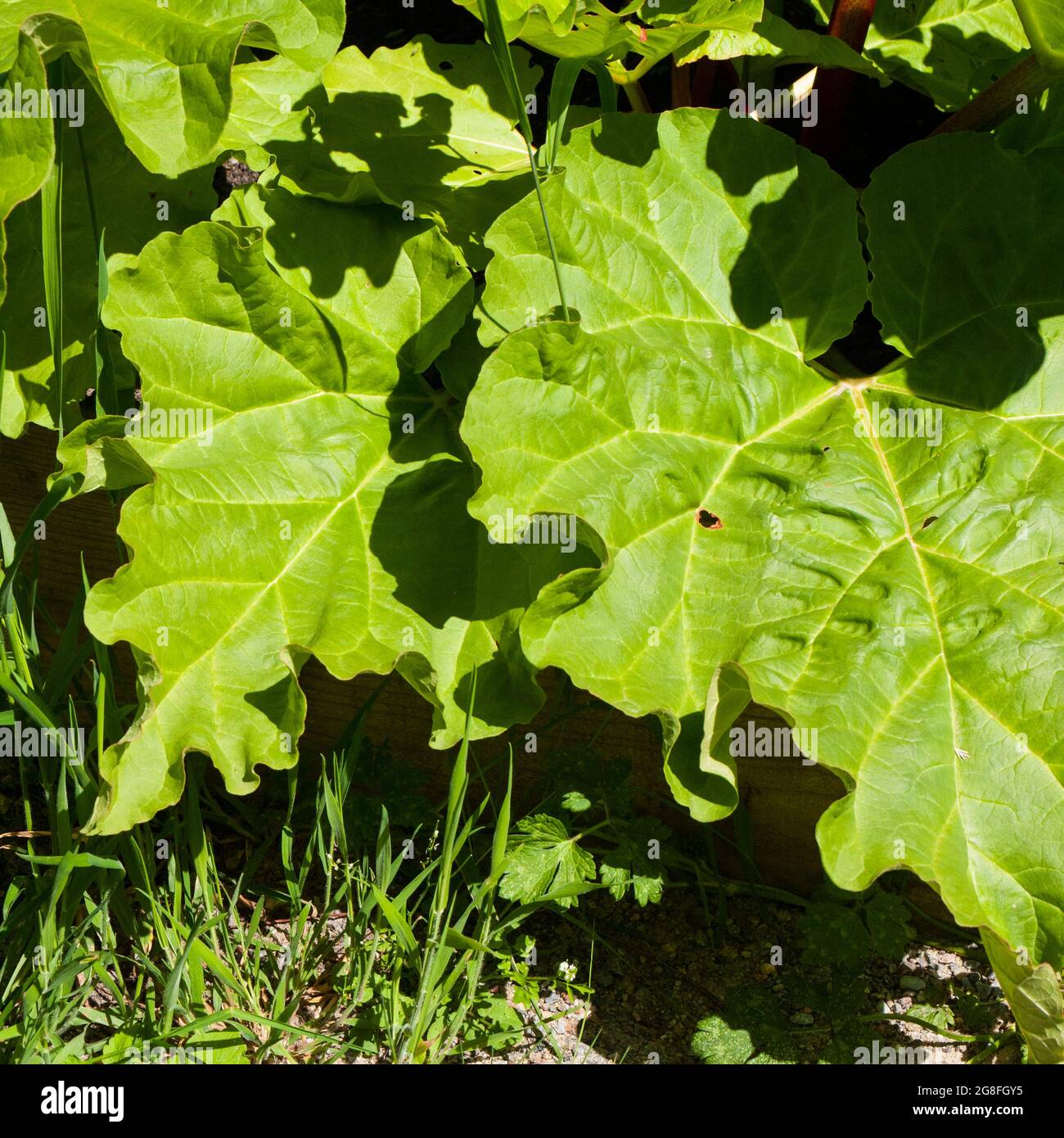 Foglie di rabarbaro, (Rheum rabarbarum) UK. Foto Stock