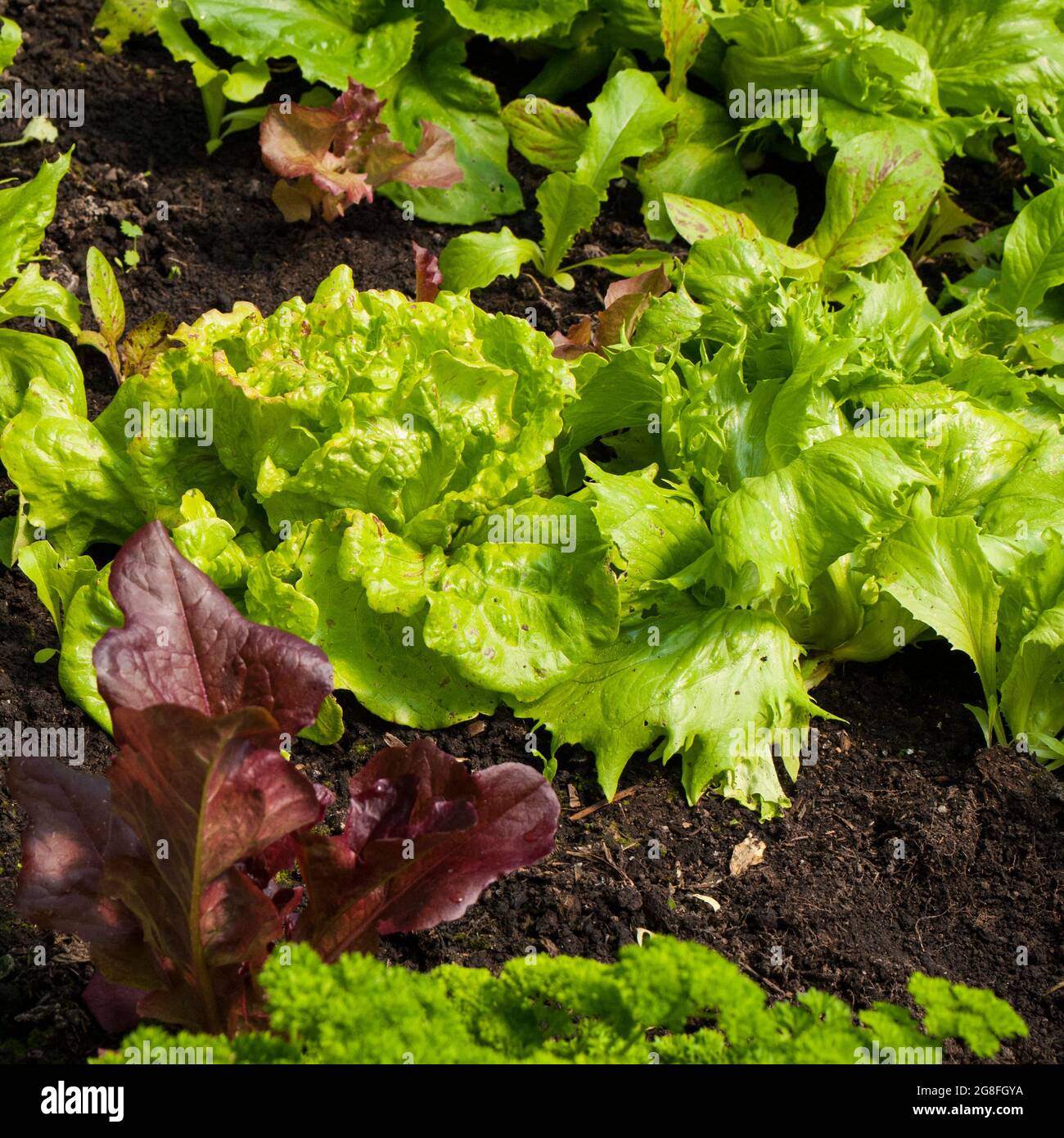 Lattuga (Lactuca sativa) UK. Foto Stock