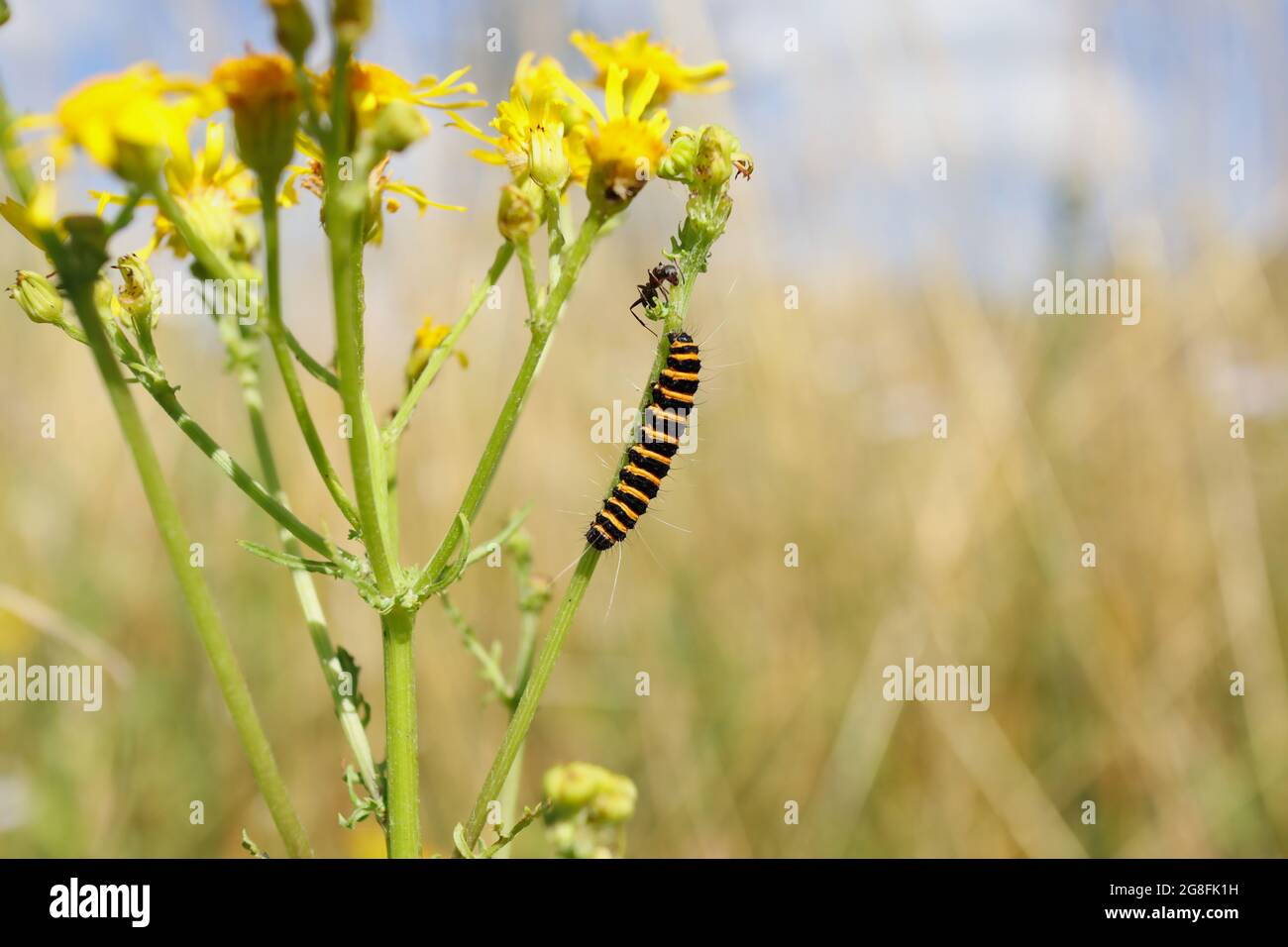 Bruco di Cinnabar Moth e ANT su Ragwort comune nella bella natura. Tyria jacobaeae a strisce nere e gialle su piante da fiore gialle. Foto Stock