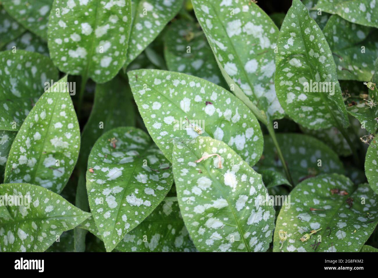 Foglie macchiate di lungwort, Pulmonaria angustifolia varietà Hazel Kayes Rosso, in primo piano senza sfondo. Foto Stock
