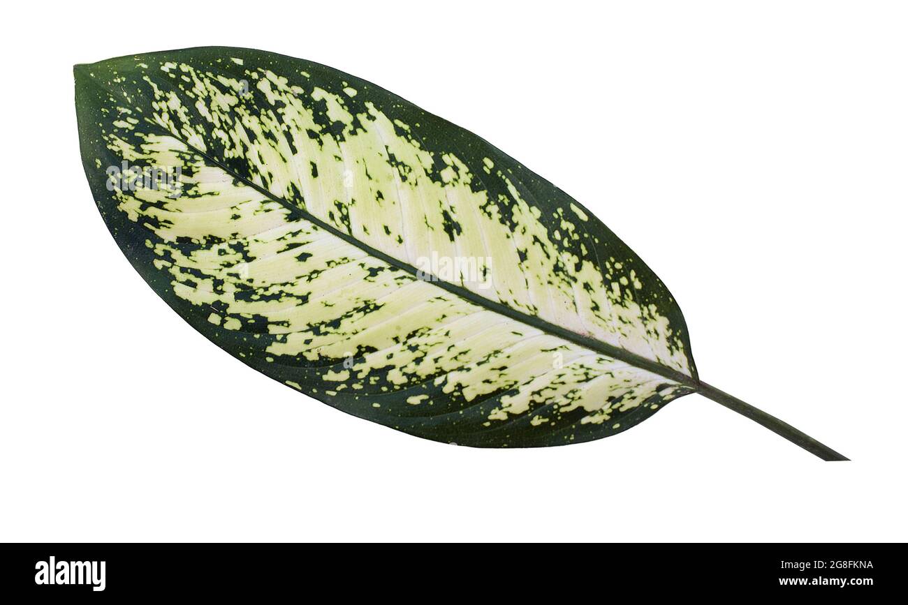 Dieffenbachia foglia (canna da zucchero) isolato su sfondo bianco Foto Stock