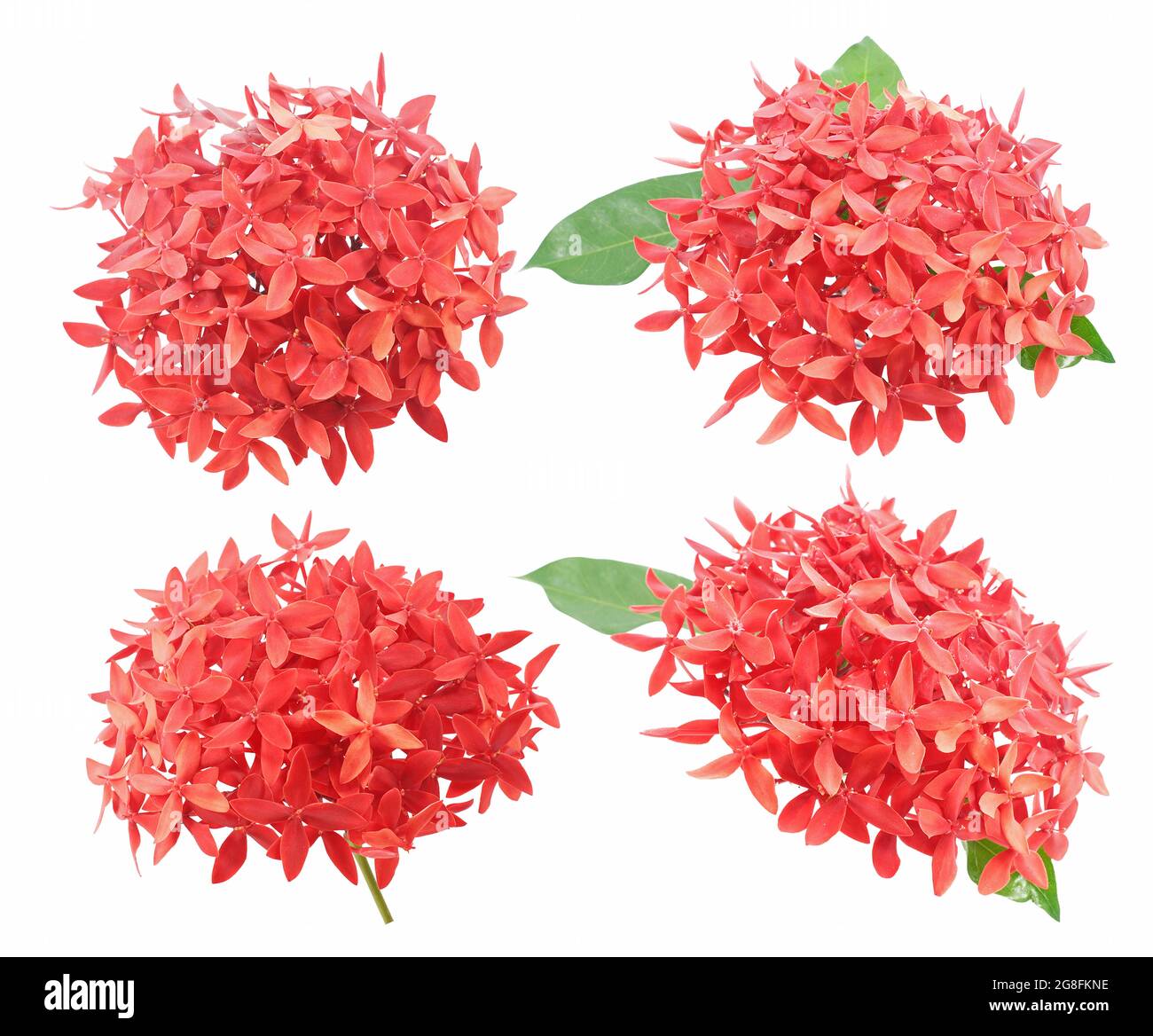 Ixora flower isolati su sfondo bianco Foto Stock