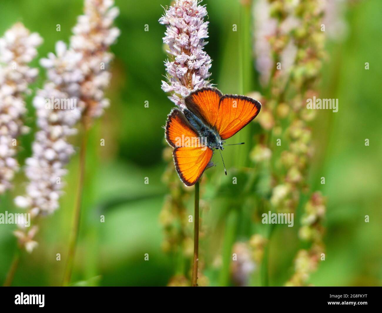 Fluttering Beauty: Una serie di accattivanti fotografie di farfalle provenienti da tutto il mondo, tra cui la Gran Bretagna Foto Stock