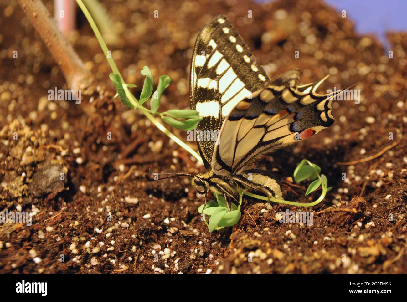 Fluttering Beauty: Una serie di accattivanti fotografie di farfalle provenienti da tutto il mondo, tra cui la Gran Bretagna Foto Stock