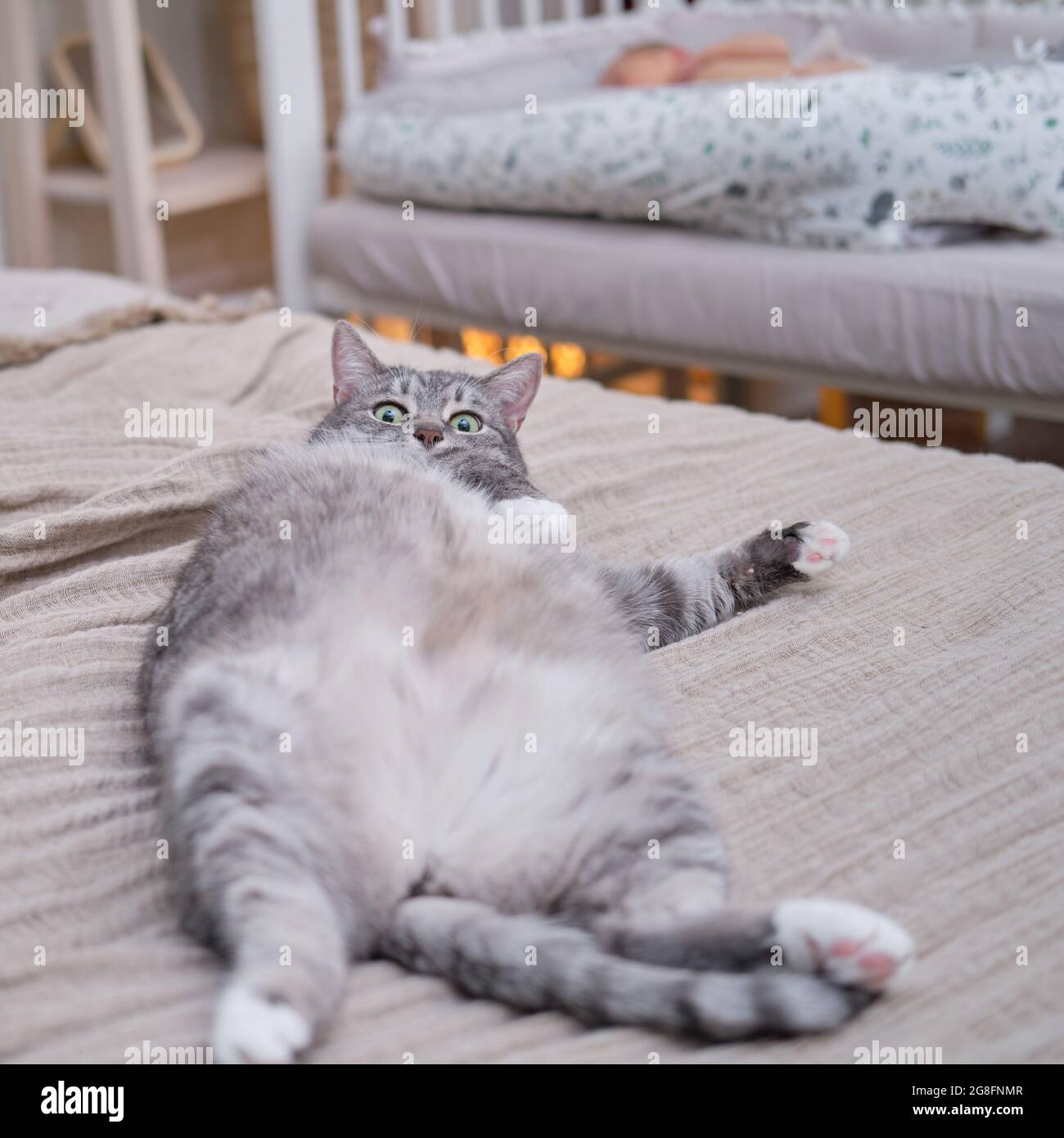 Un grande gatto grigio è sdraiato sul letto vicino alla culla con un  bambino Foto stock - Alamy