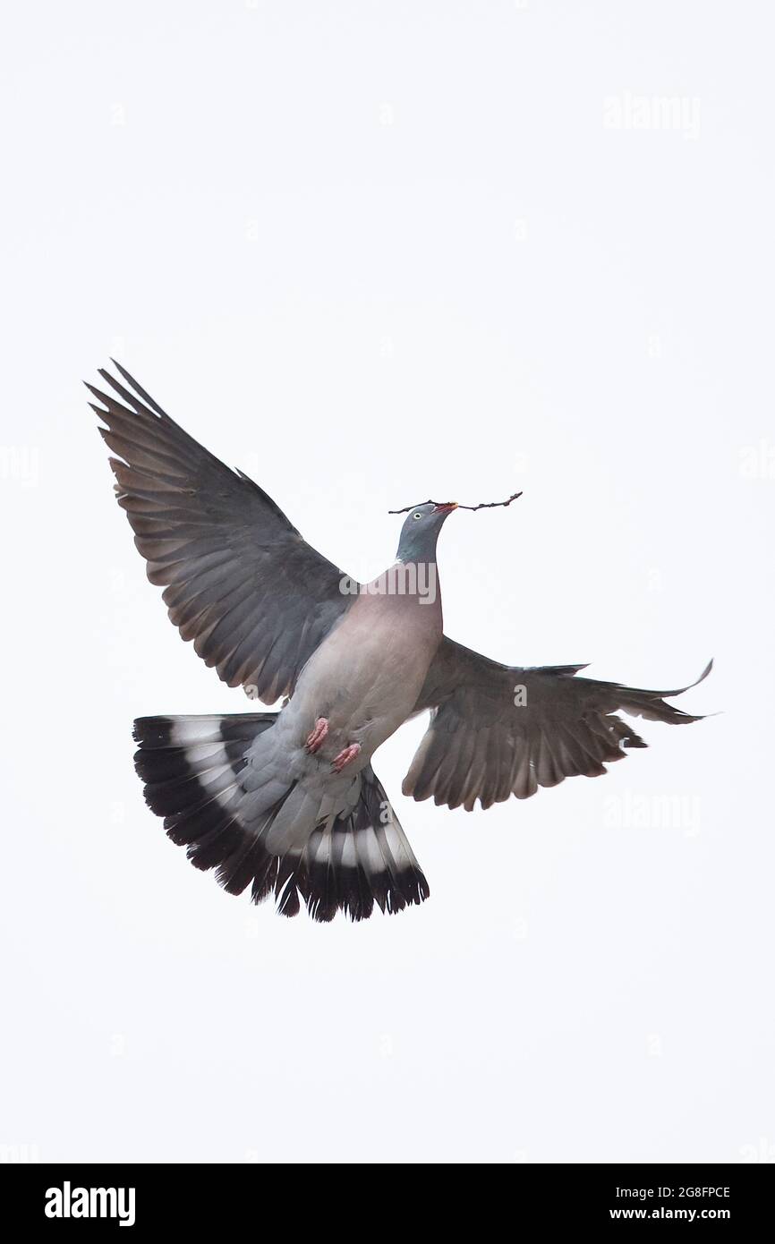 Wood Pigeon (Columba Enas) collecting sticks Norwich Cathedral GB UK June 2021 Foto Stock