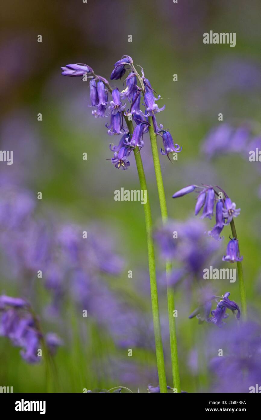 Common Bluebell (Hyacinthoides non-scripta) Norwich GB UK maggio 2021 Foto Stock