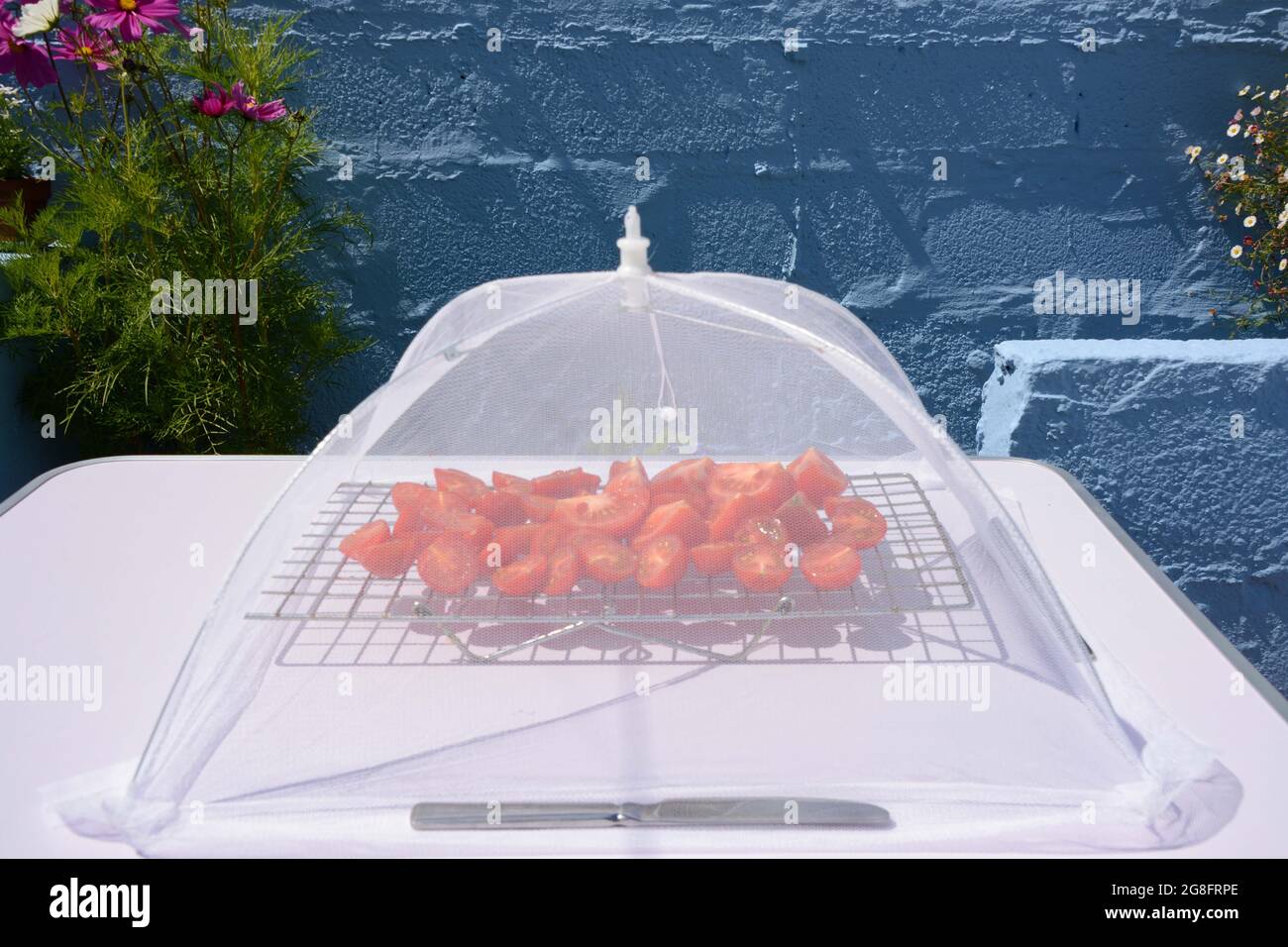 Pomodori che asciugano al sole caldo Foto Stock