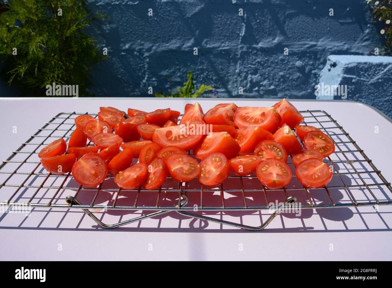 Pomodori che asciugano al sole caldo Foto Stock