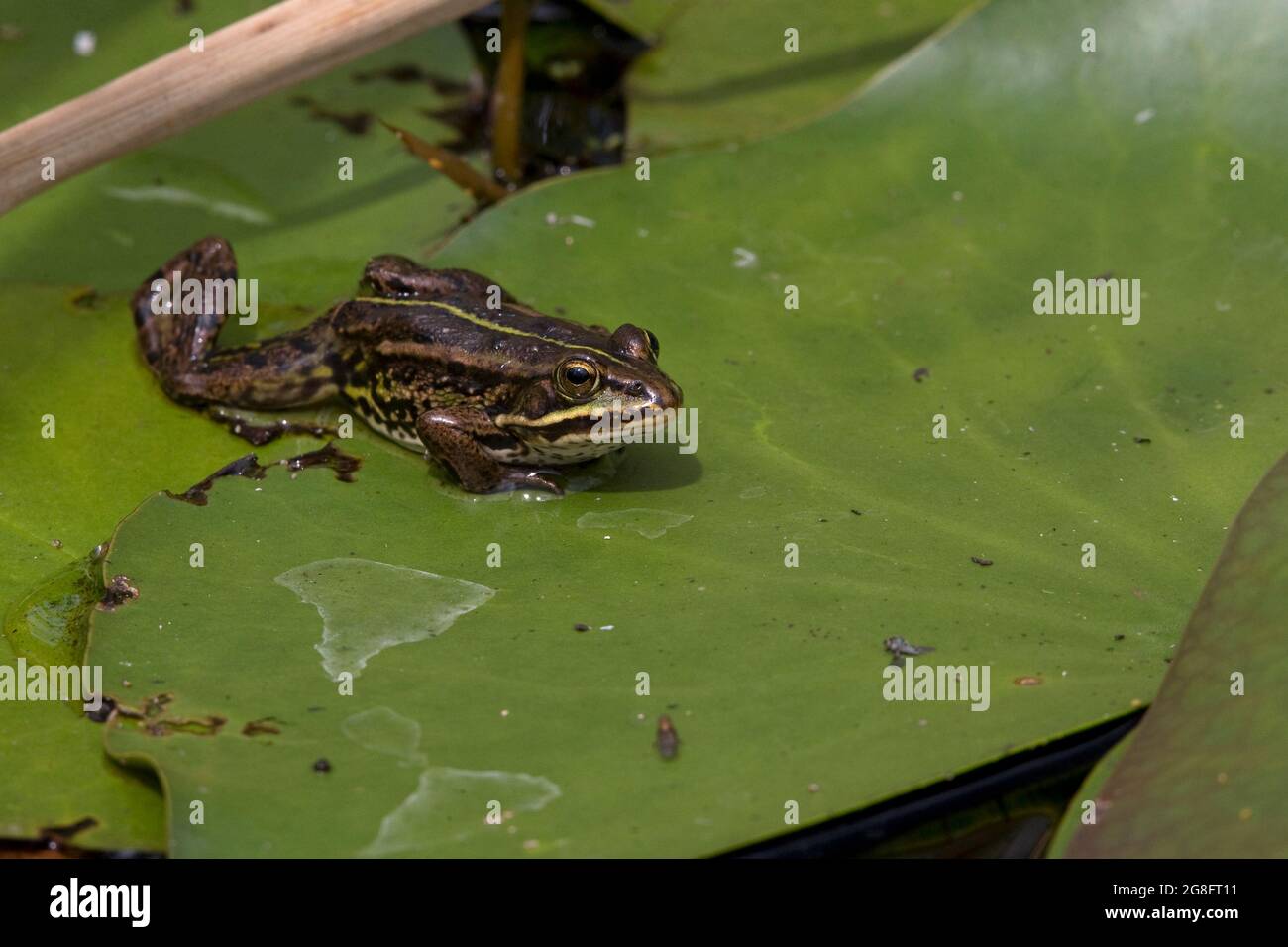 Northern Pool Frog (Pelophylax lessonae) ha introdotto Thompson Water NWT Norfolk UK Foto Stock