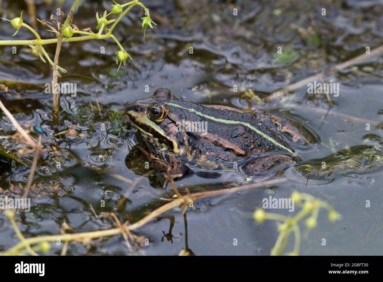 Northern Pool Frog (Pelophylax lessonae) ha introdotto Thompson Water NWT Norfolk UK Foto Stock