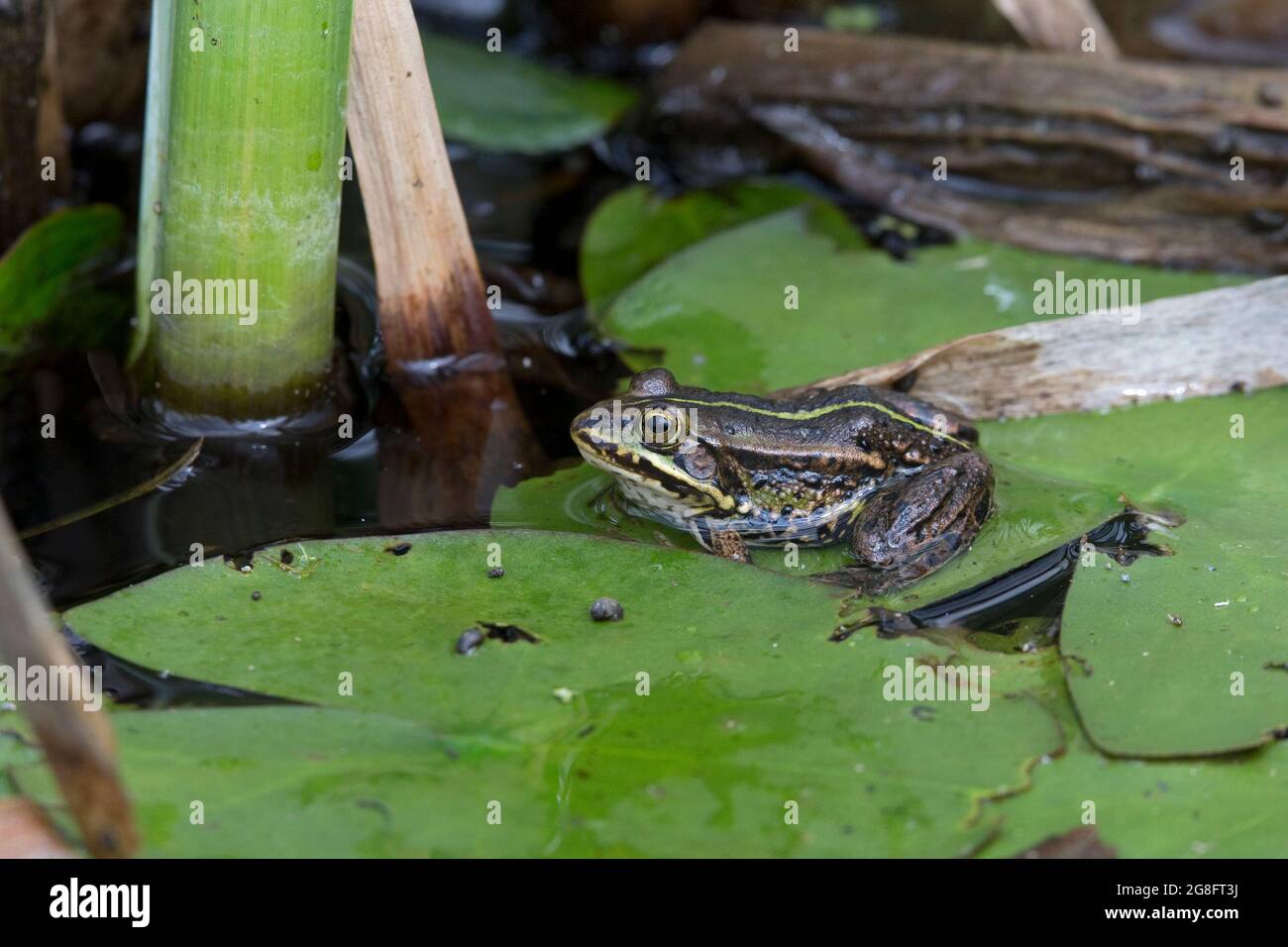 Northern Pool Frog (Pelophylax lessonae) ha introdotto Thompson Water NWT Norfolk UK Foto Stock