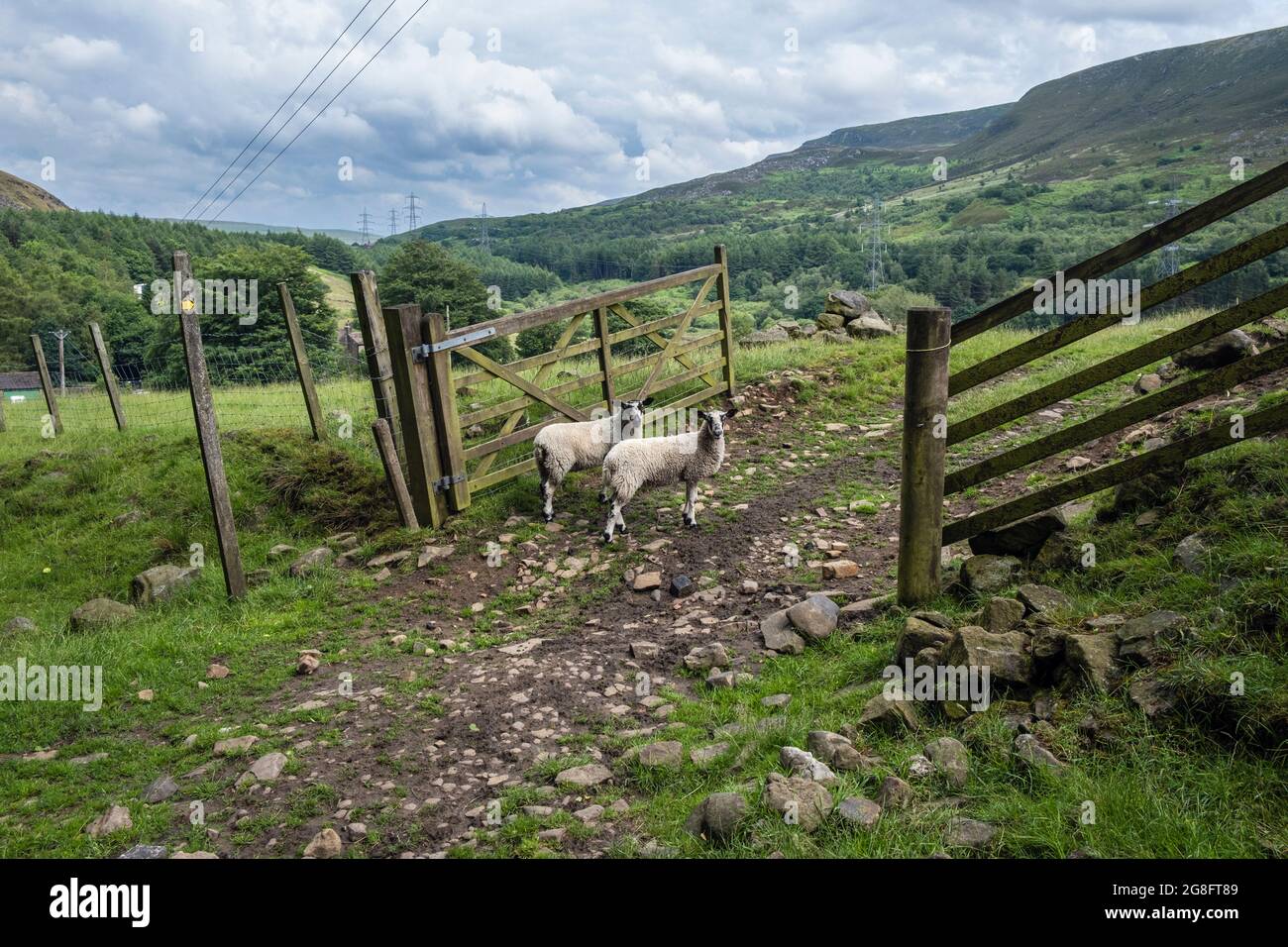 Pecore su un sentiero a Crowden, Longdendale Valley, Peak District National Park, Derbyshire Foto Stock