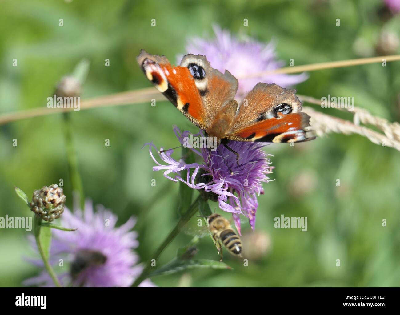 Una farfalla europea di pavone (Aglais io) che raccoglie nettare da rosa-viola fiori comuni di caverna in un prato di fiori selvatici. Foto Stock