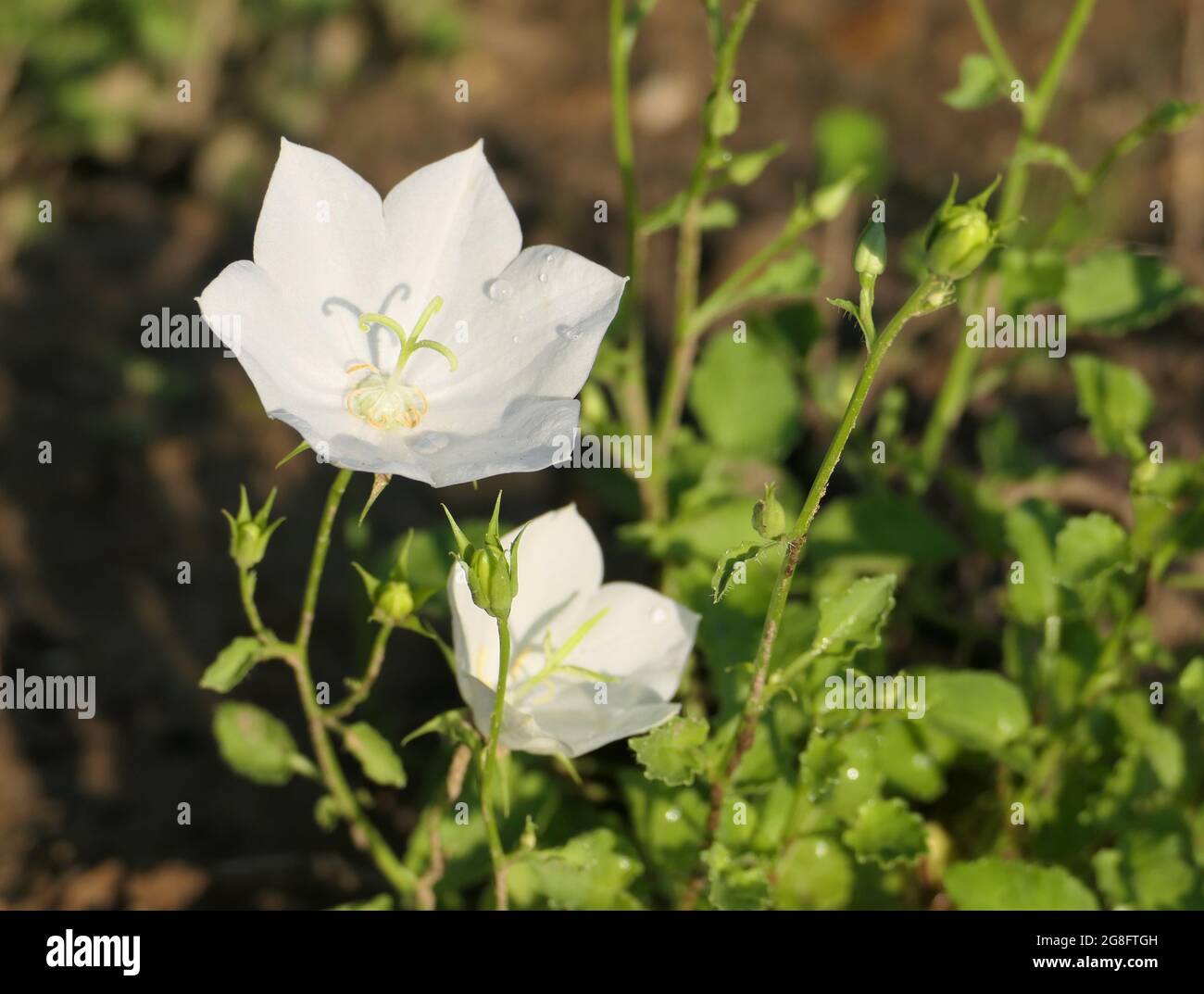 Primo piano dei fiori bianchi di Campanula carpatica 'White Clips' (Carpazi Bellflower). Fuori centro; spazio di copia a destra. Foto Stock